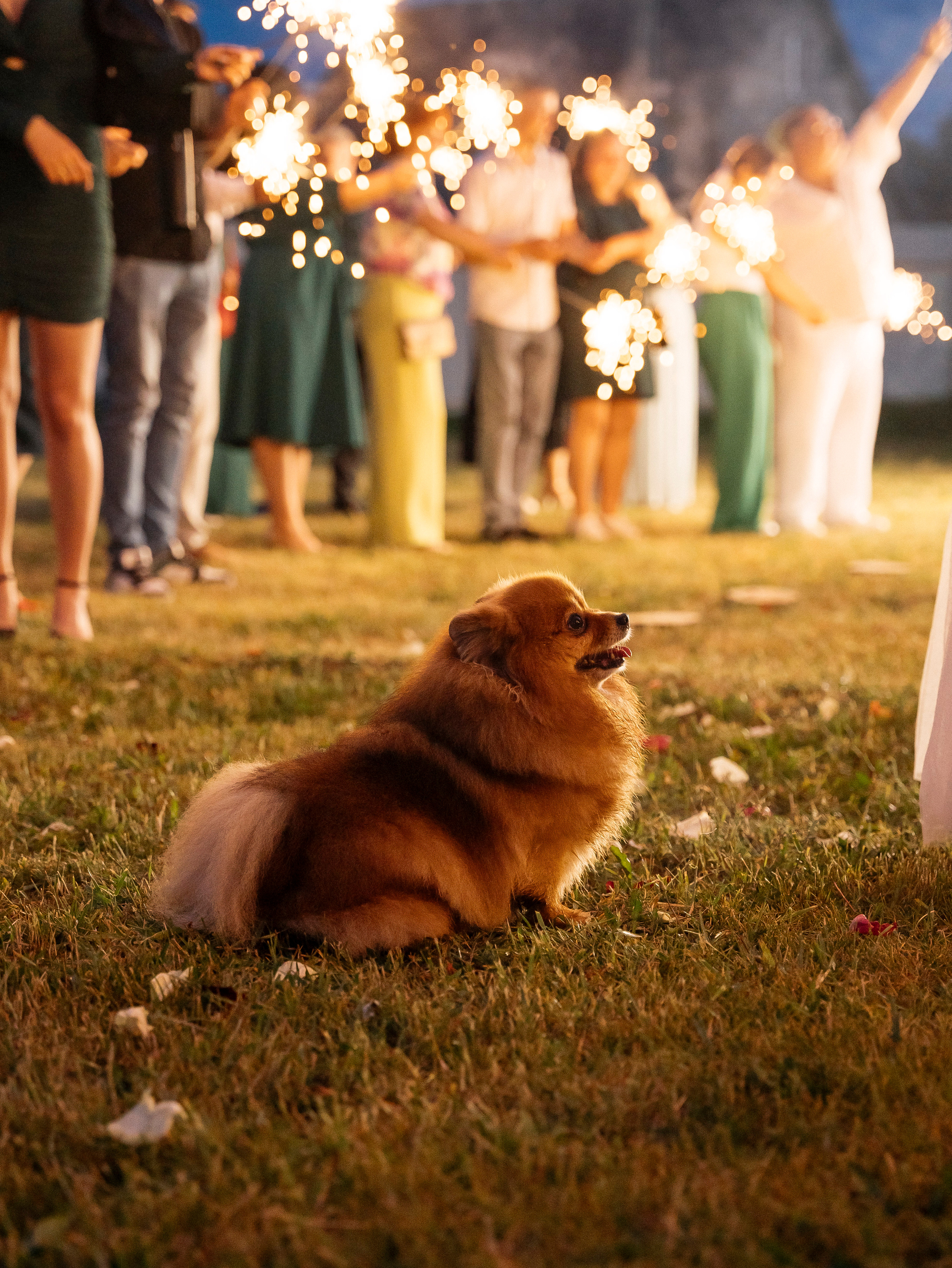 Дарья + Владислав 1.07.2023. Свадебный фотограф