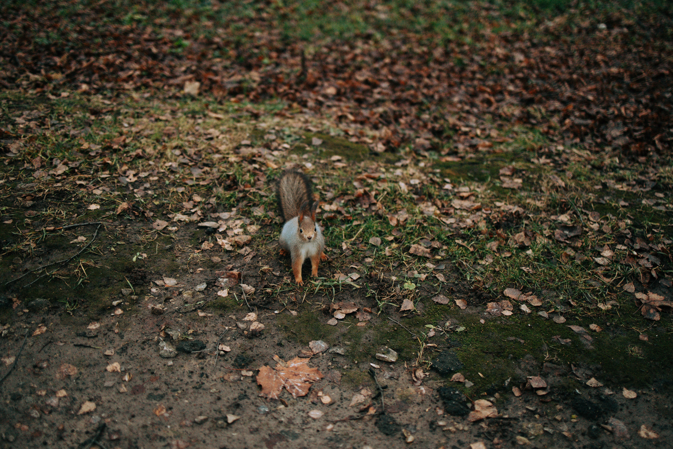 Осень, парк, экзотариум. Свадебный и семейный фотограф в Туле и области Маша Костина