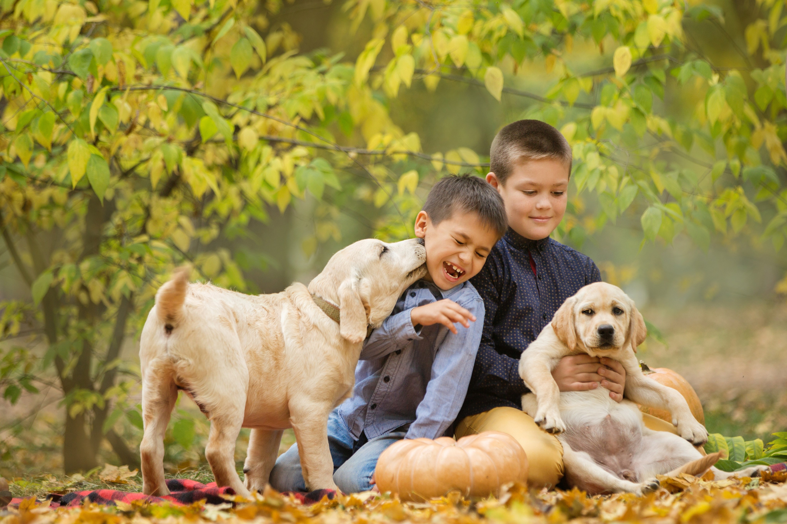 Щенки лабрадоры. Осень. Свадебный семейный и детский фотограф в Краснодаре Карина Федоровская
