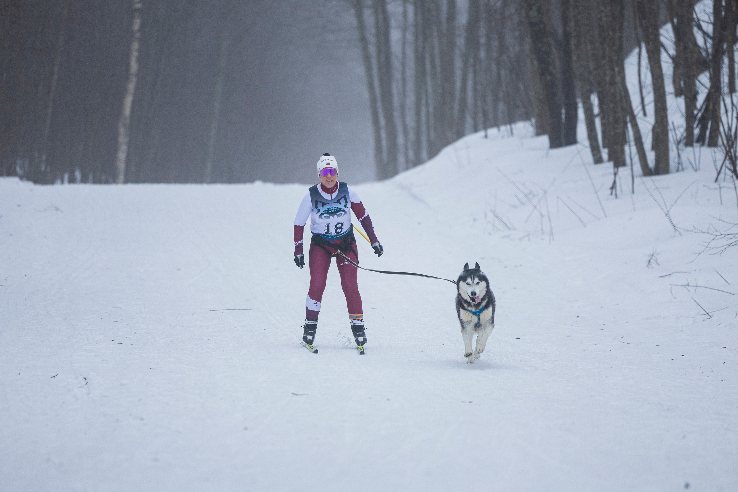 Зимний Чемпионат Санкт-Петербурга по ездовому спорту. Фотограф-анималист Анна Маринич