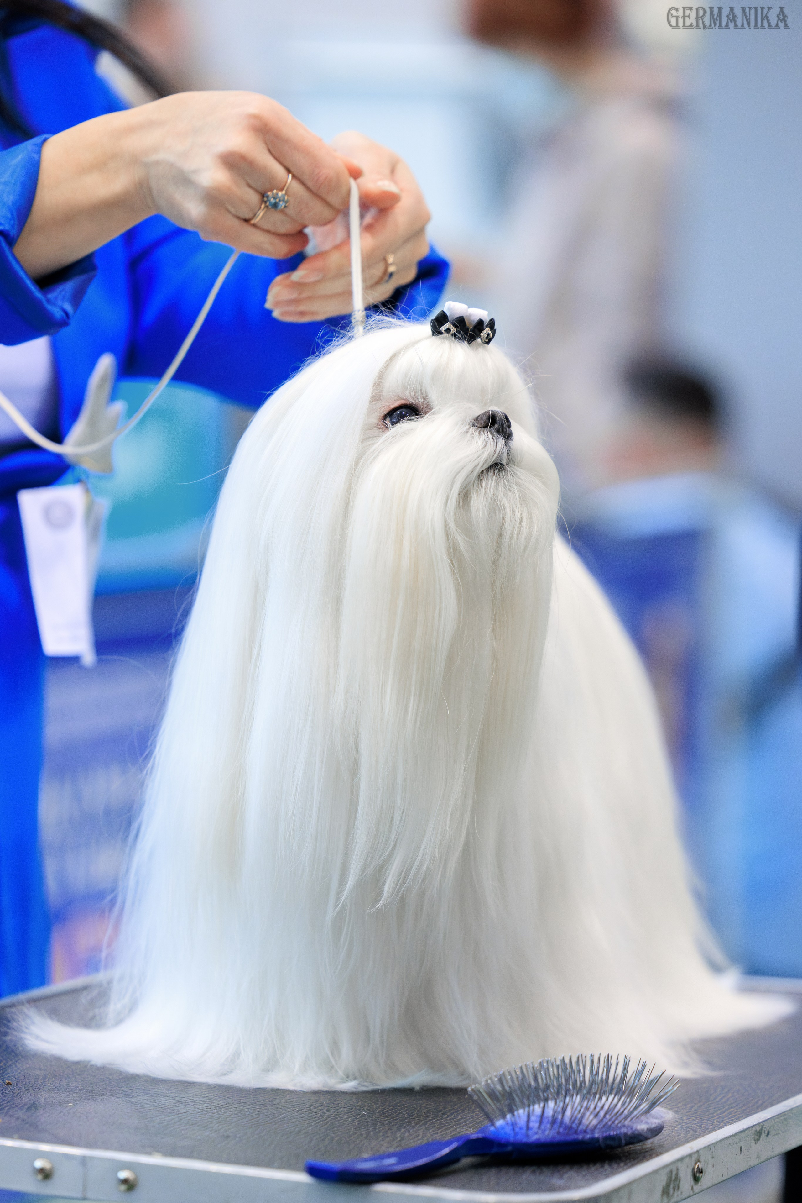 Минск 24-25.02.2024. Фотограф-анималист Юлия Германика