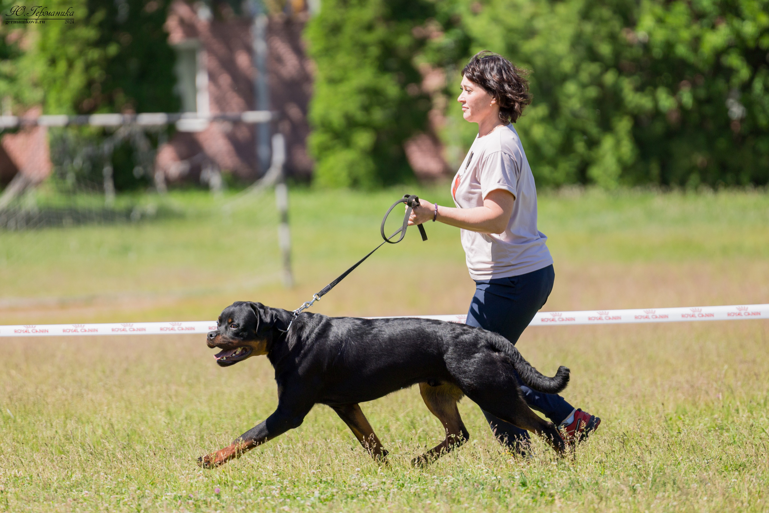 Воронеж моно ротвейлеров 25-26.05.2024. Фотограф-анималист Юлия Германика