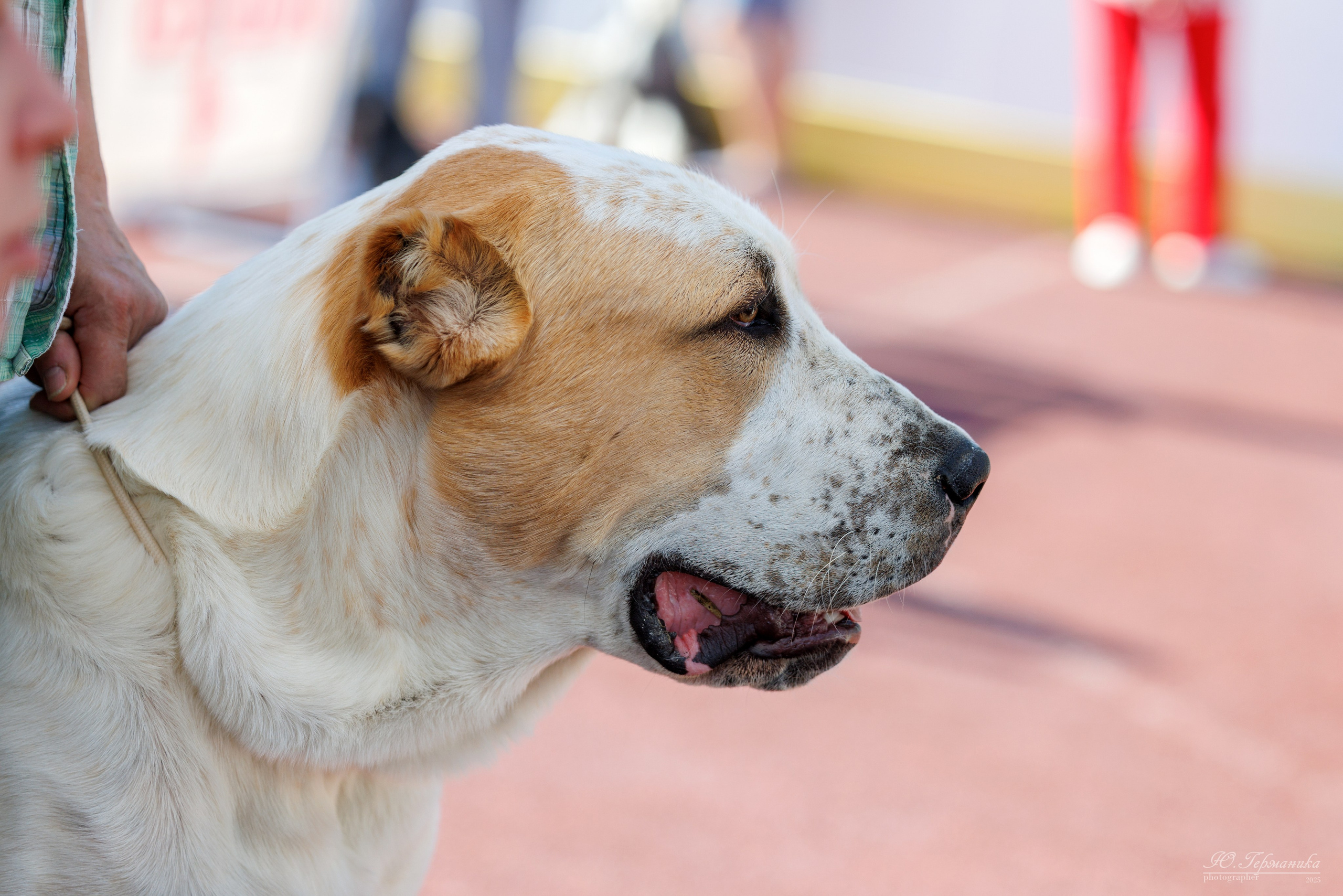 Коломна 30.08.2025. Фотограф-анималист Юлия Германика