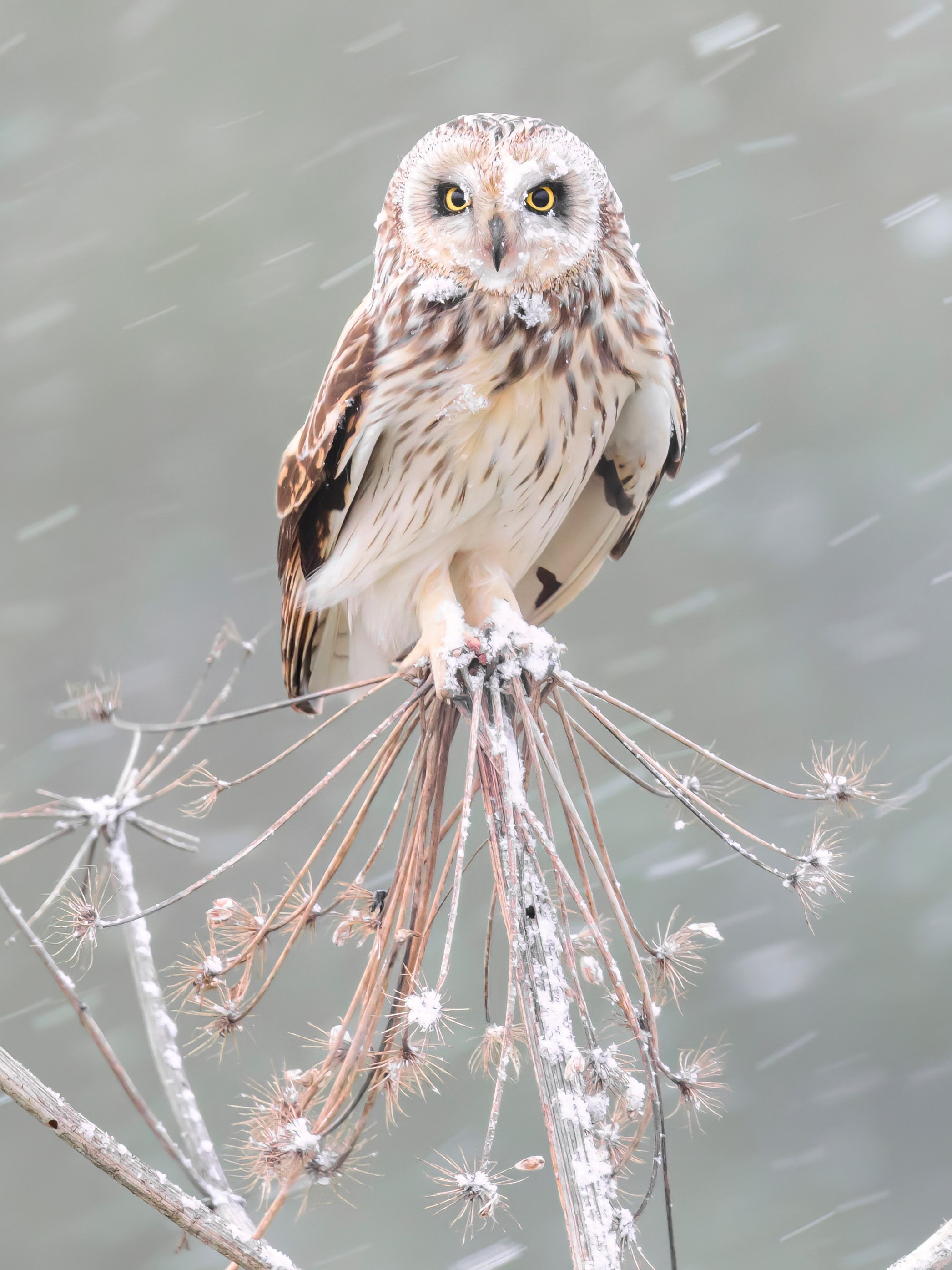 Сова в снежную бурю. Wildlife photography by Sergey Puponin