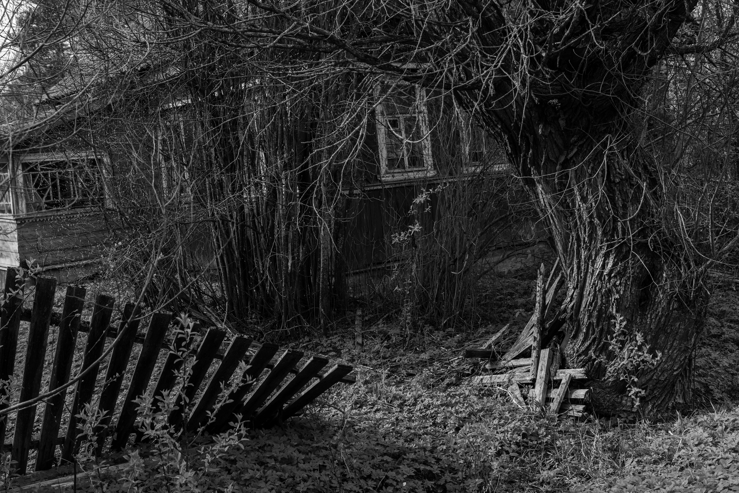 Хранитель лесов. Портретная фотосъёмка, репортажная, контент для вашего бизнеса
