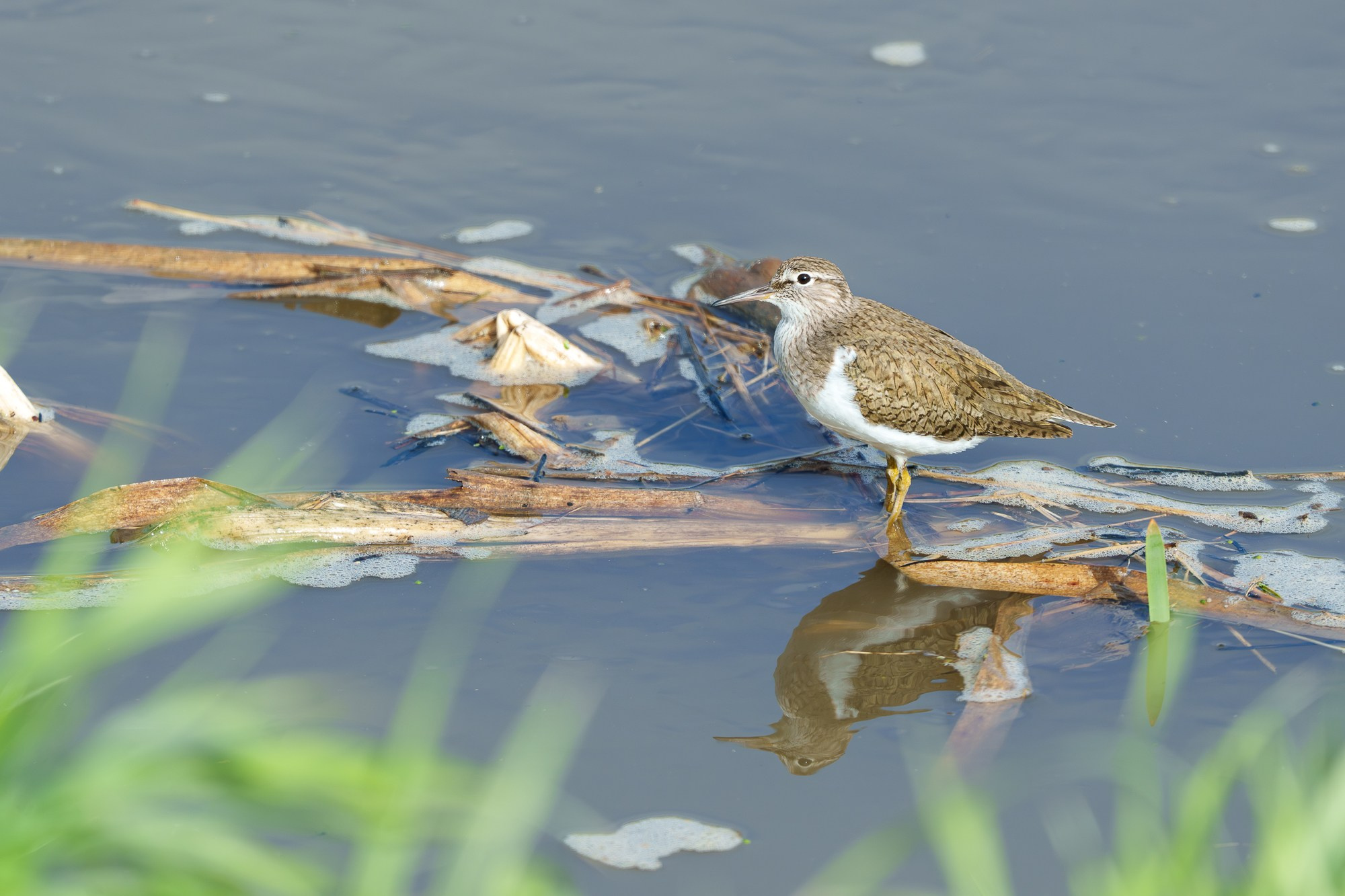 Удивительные мир птиц. Вокруг нас столько прекрасного — присмотритесь!. Ваш личный фотограф Марина Волкова