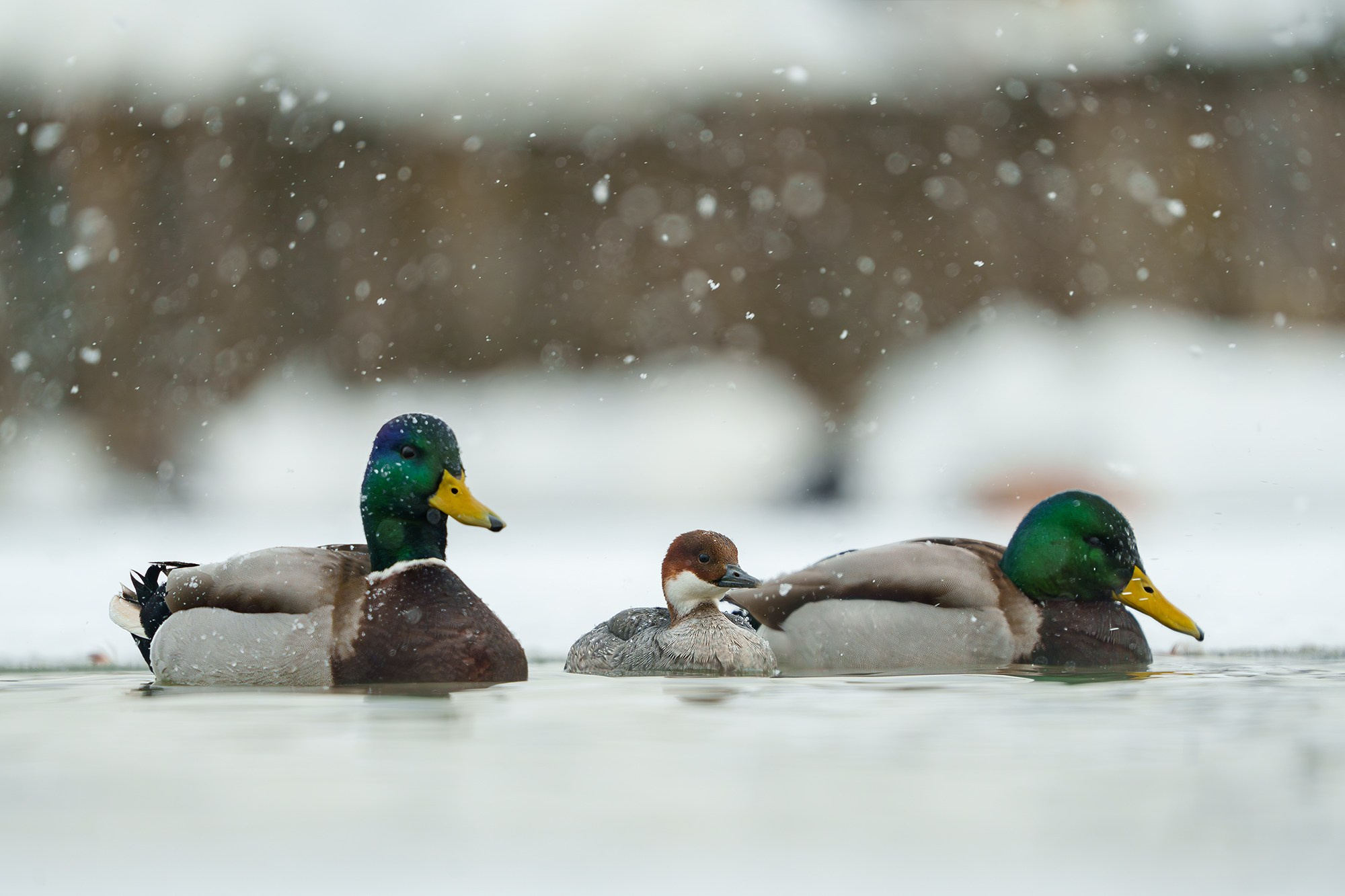 Удивительные мир птиц. Вокруг нас столько прекрасного — присмотритесь!. Ваш личный фотограф Марина Волкова