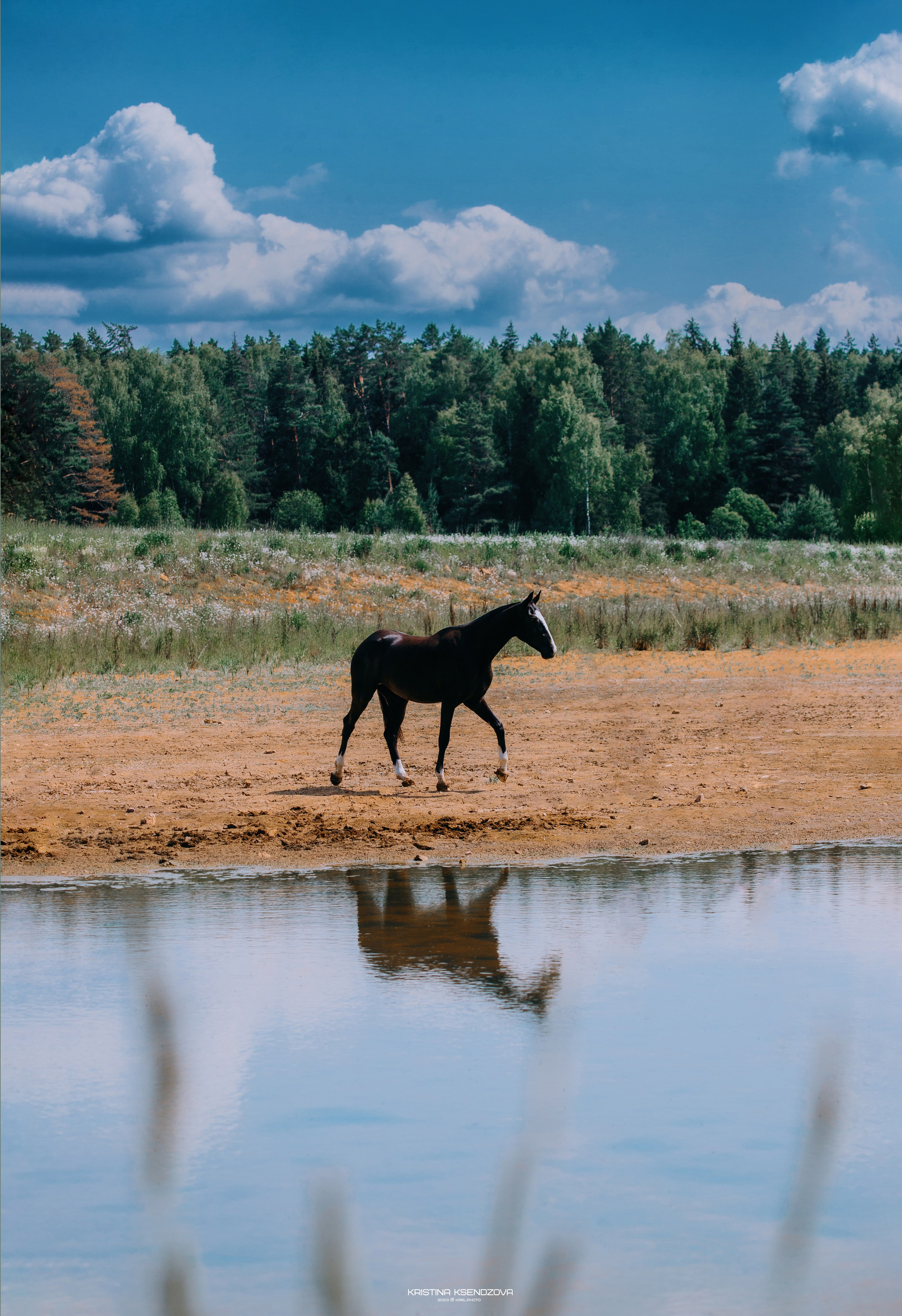 Разное. Фотограф-анималист Ксендзова Кристина