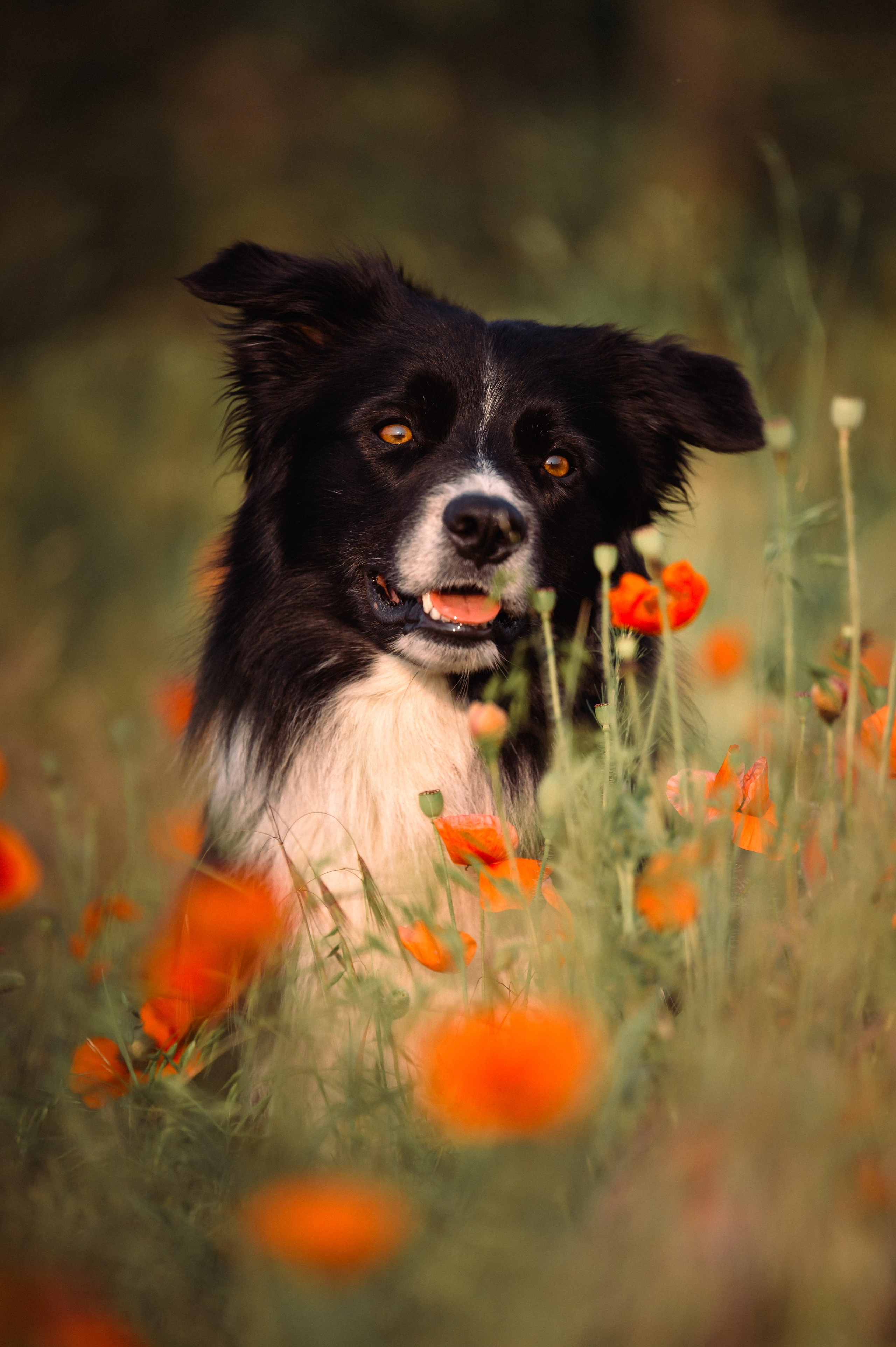 Прогулка на рассвете с бордер-колли. Фотограф в Ростове —на — Дону