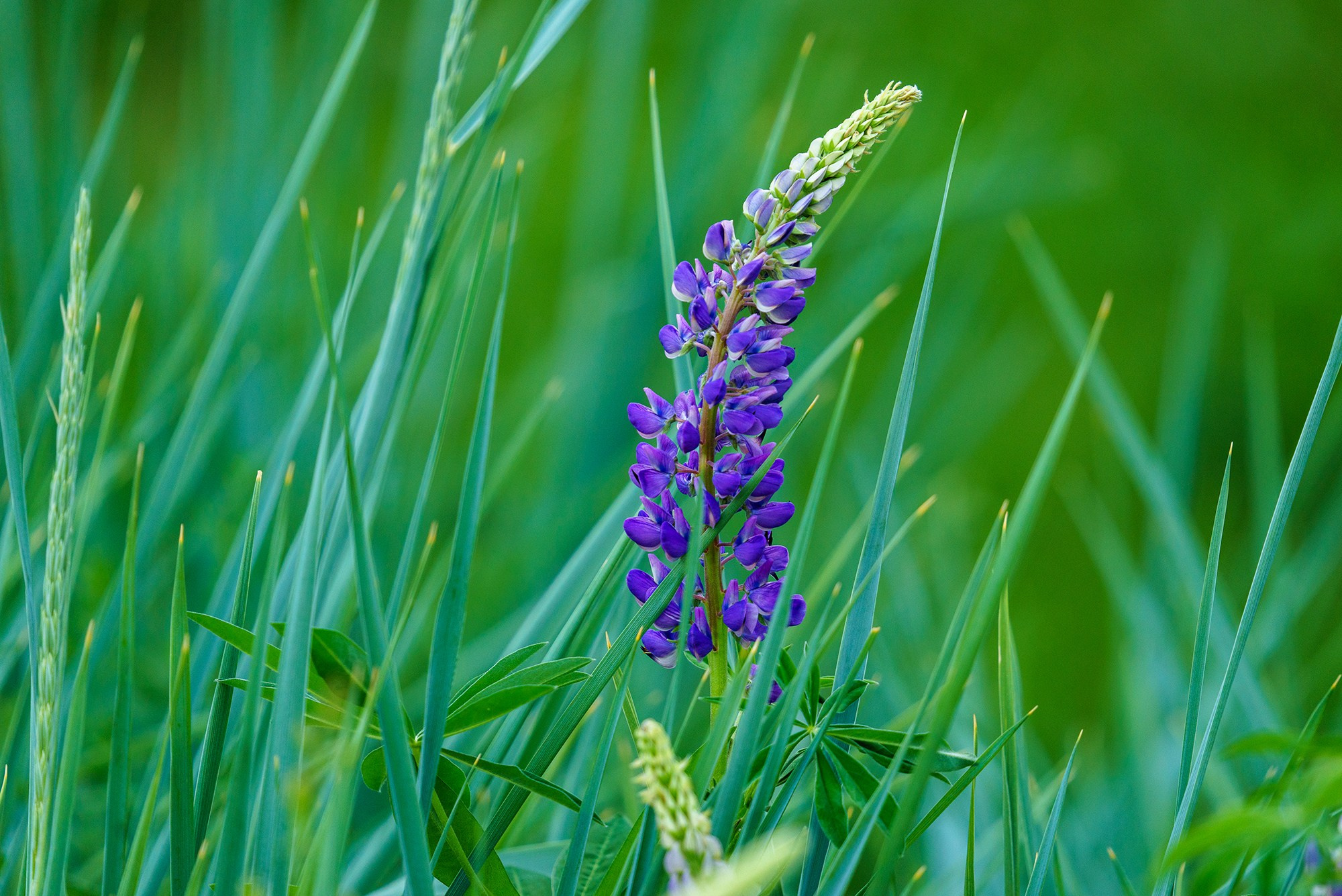 Цветы. Ваш личный фотограф Марина Волкова
