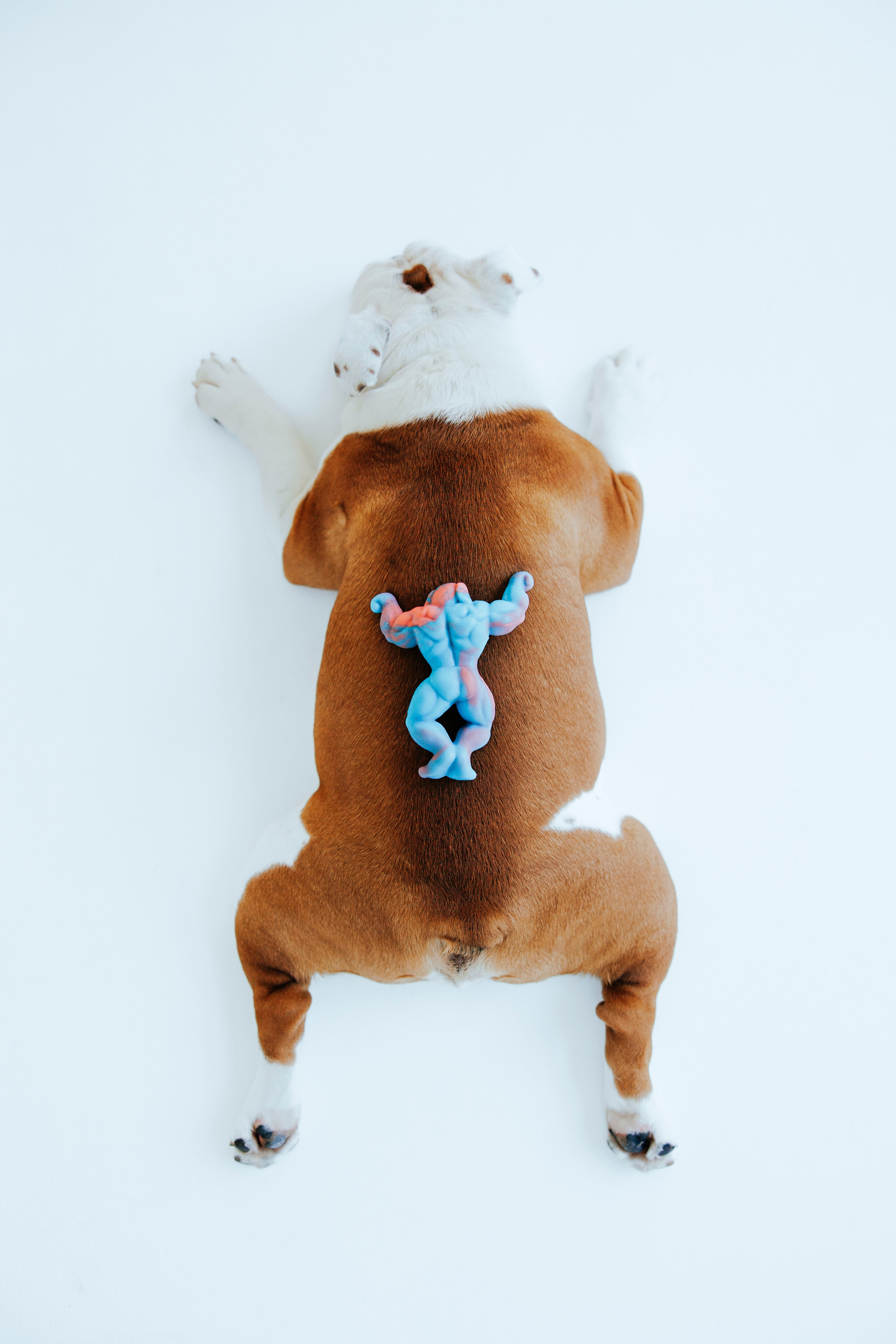 Pawsitive игрушки. Анастасия Белаш