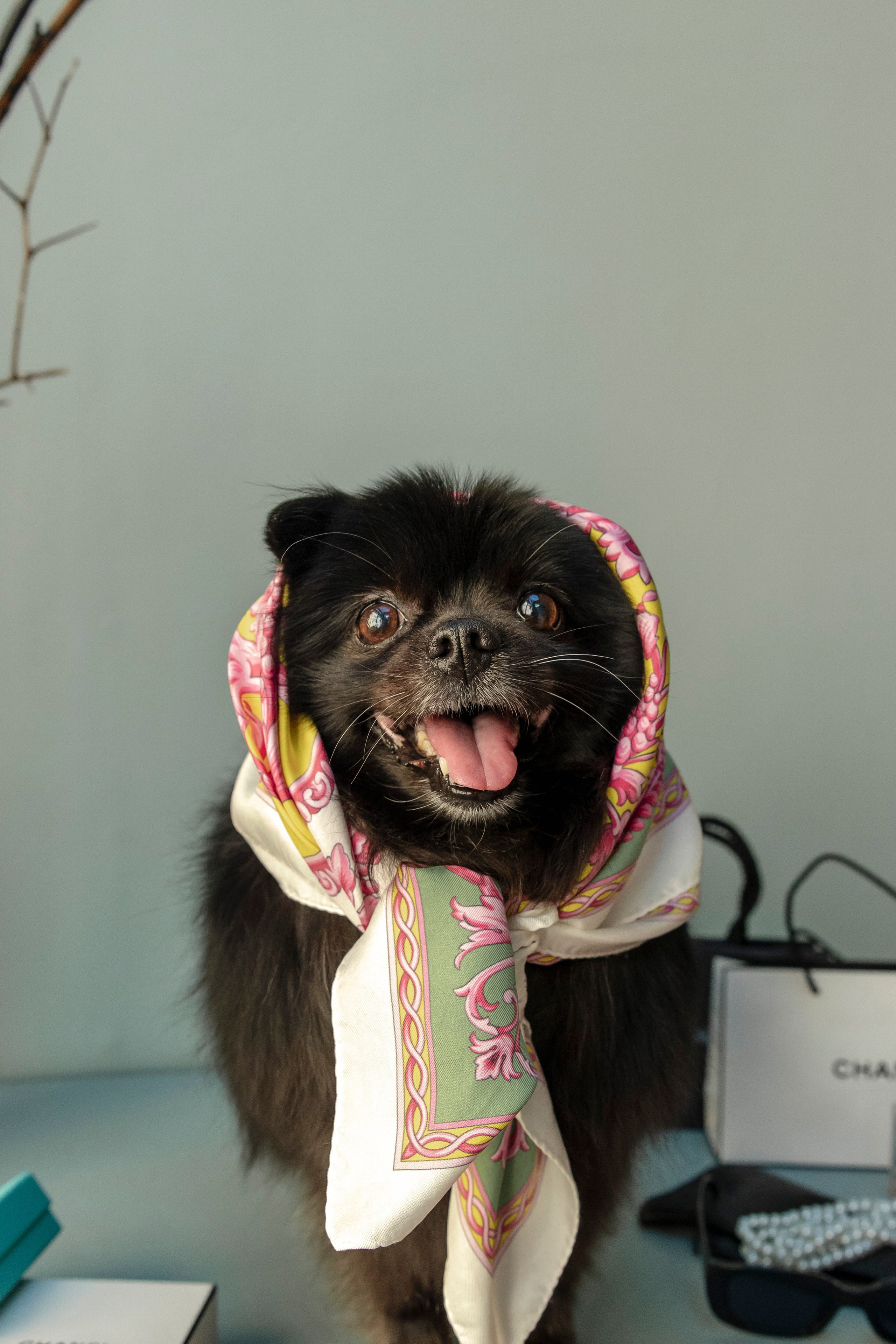 Съемка в студии с собакой. Анастасия Белаш