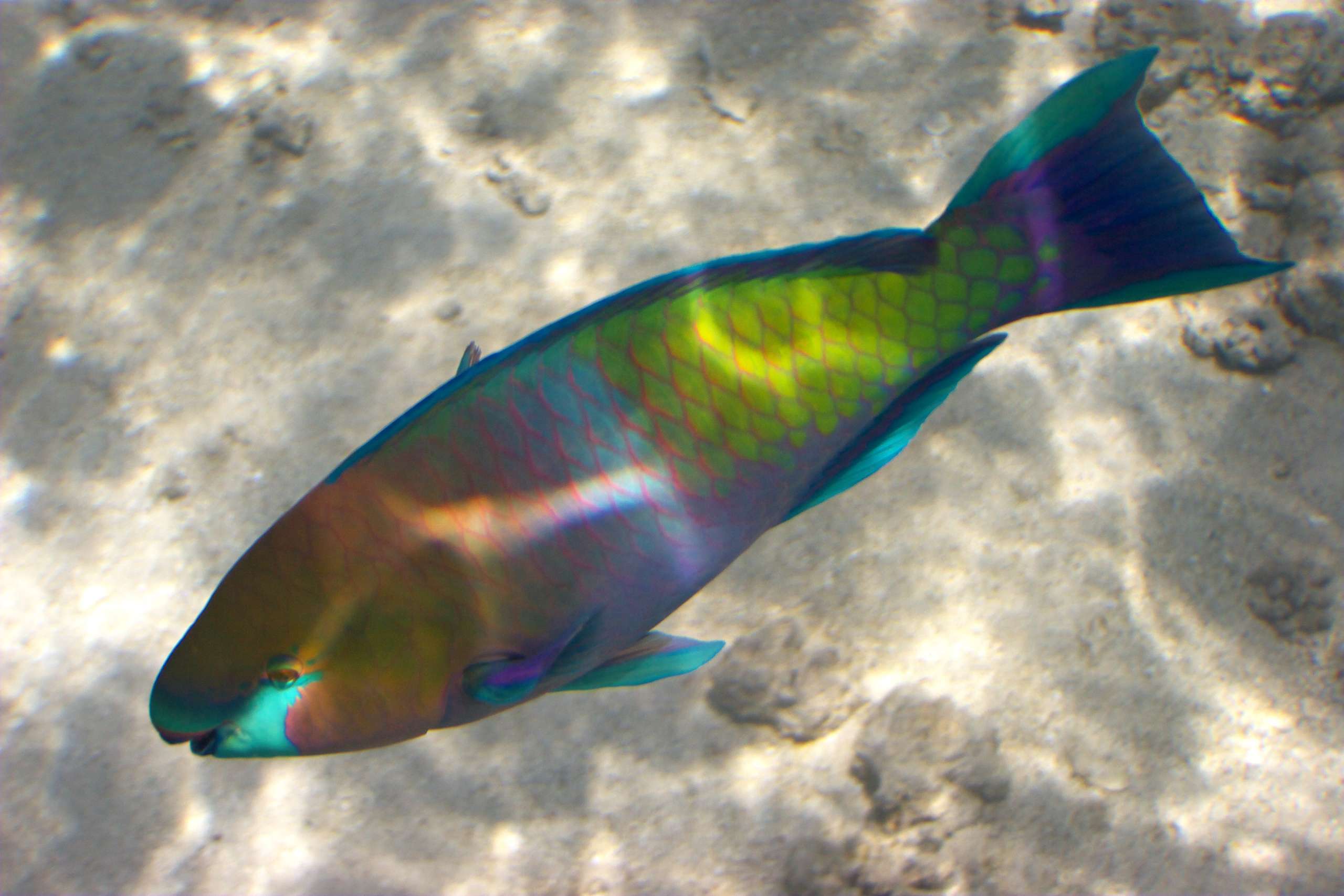 Под водой. Миша Печёнкин | фотография