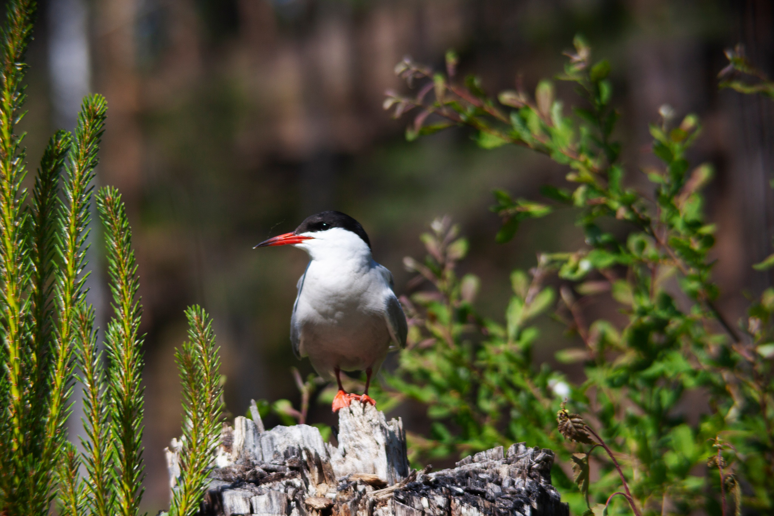 Крачки. Фотограф Адигамова Юлия в Петербурге