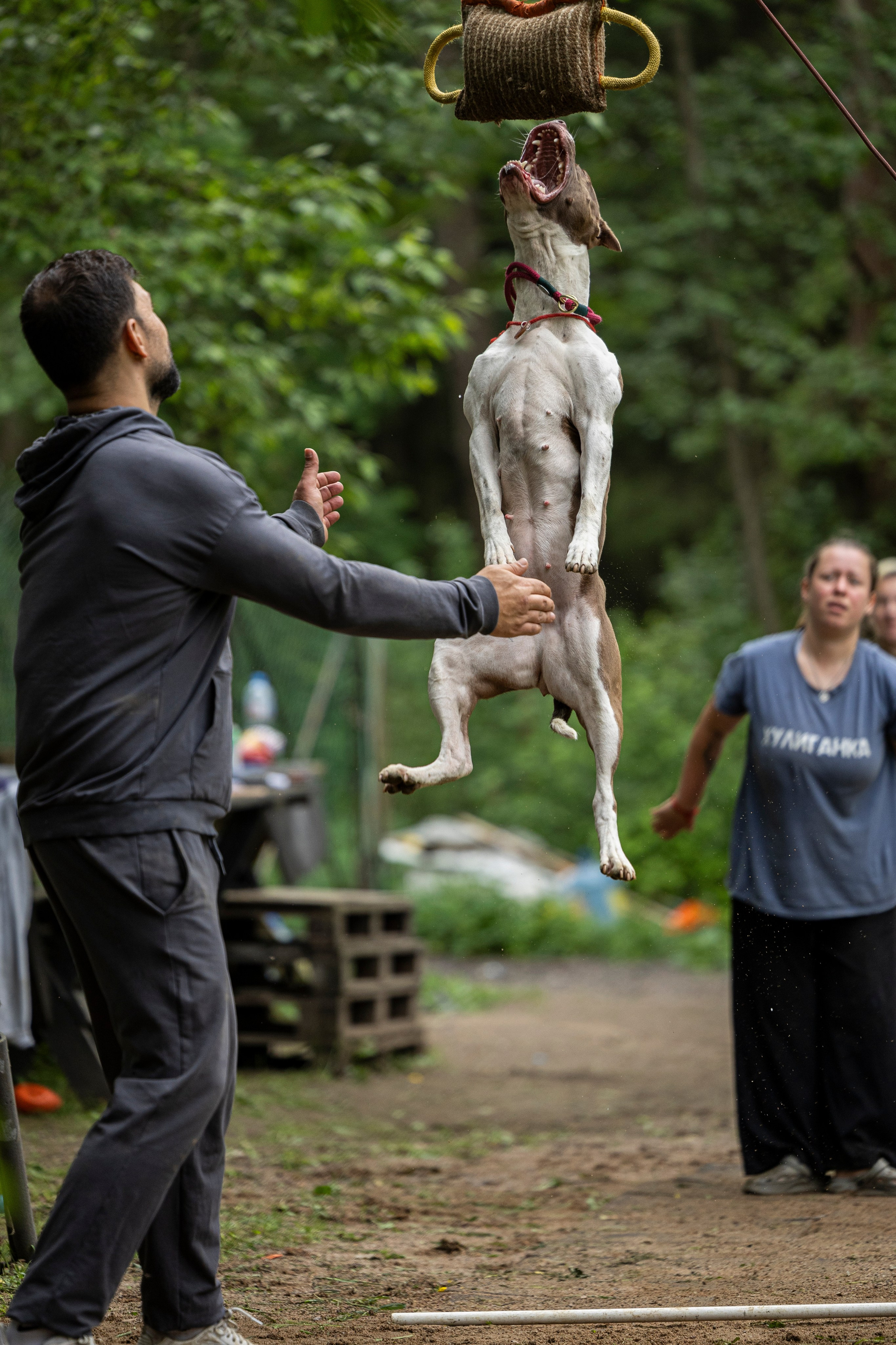 Пит-стафф многоборье. Фотограф-анималист Анна Маринич