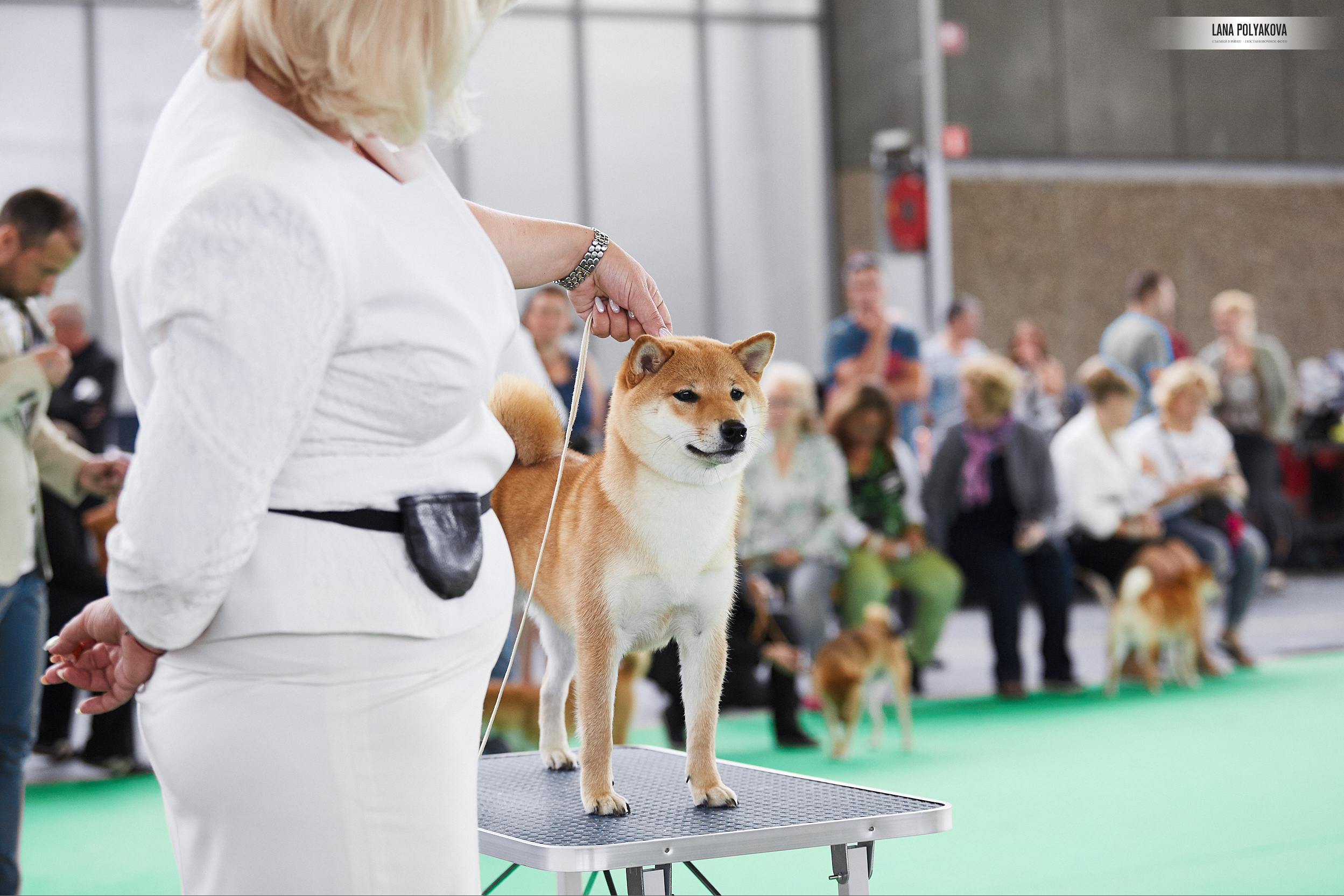 Фото на WDS 2018
Сиба
