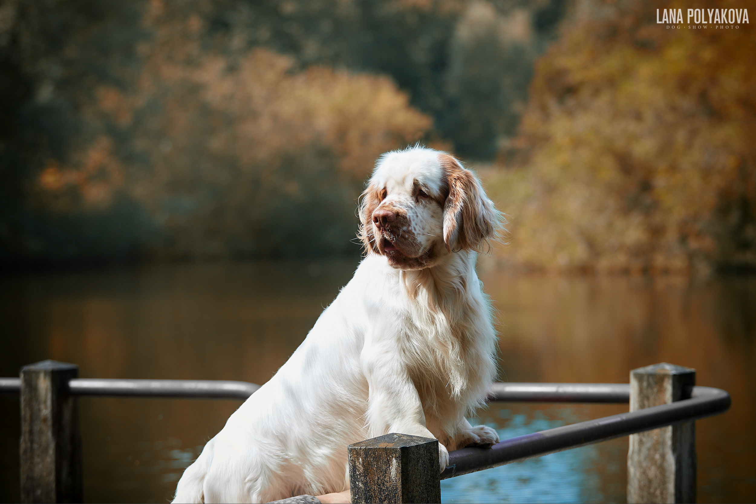 Фото на WDS 2018
Кламбер-спаниель