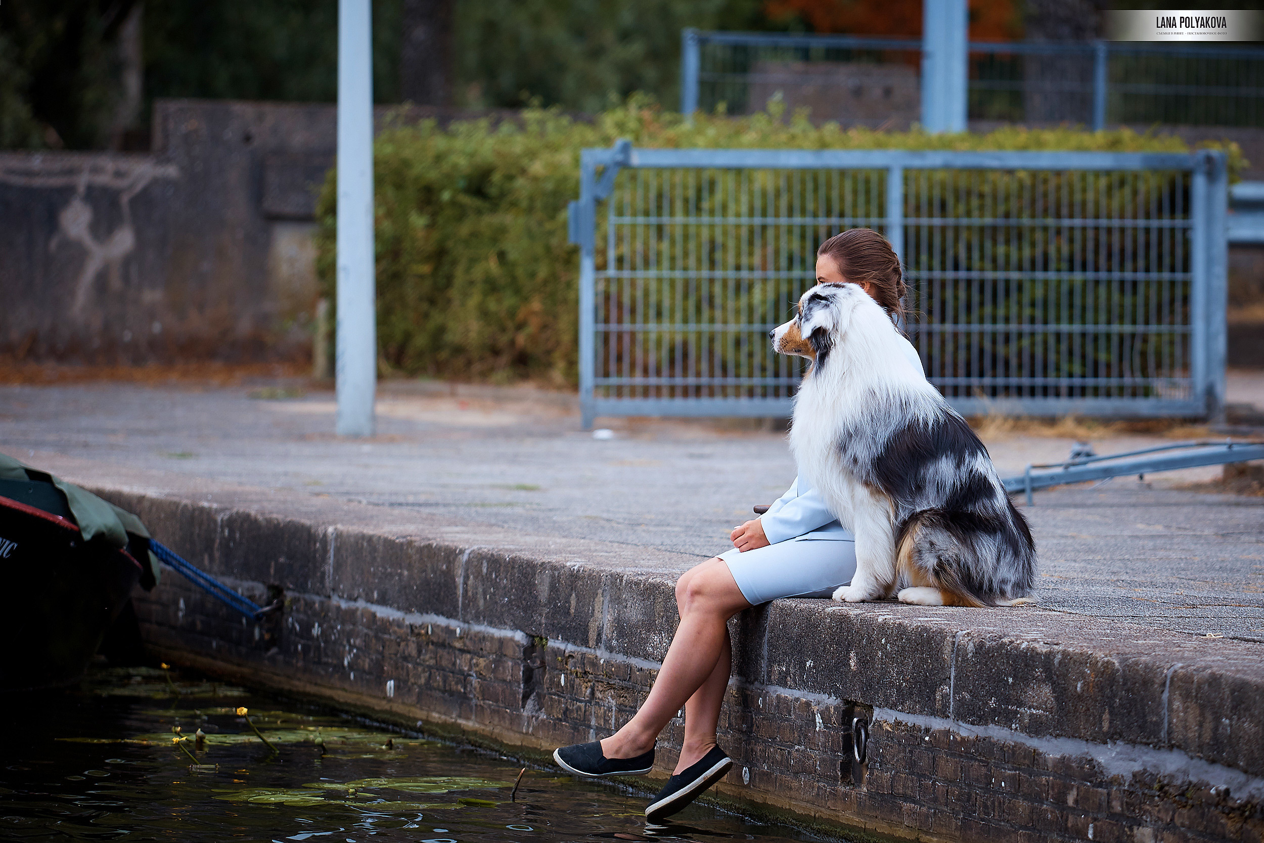 Фото на WDS 2018
Австралийская овчарка
Аусси