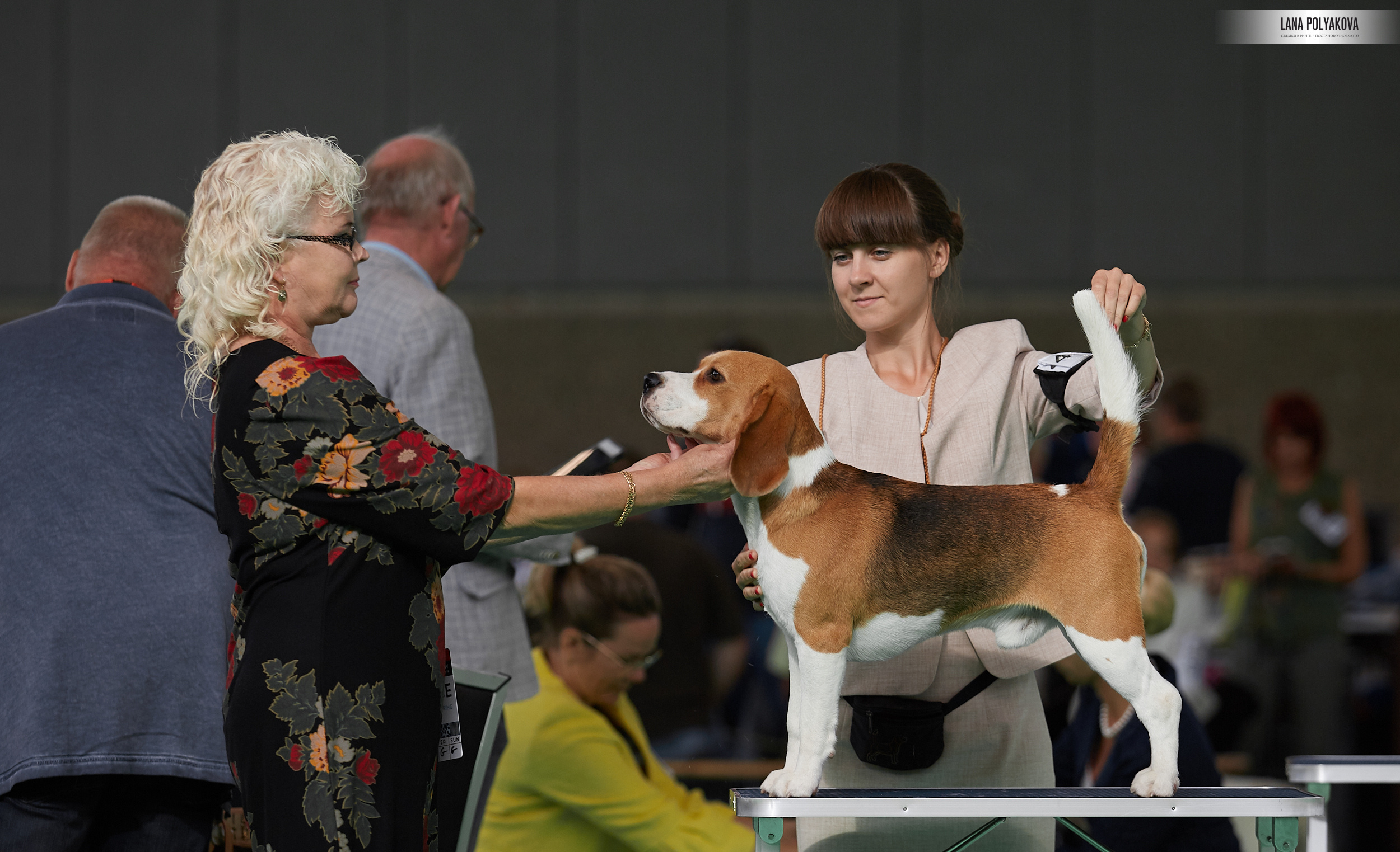 Фото на WDS 2018
Бигль
