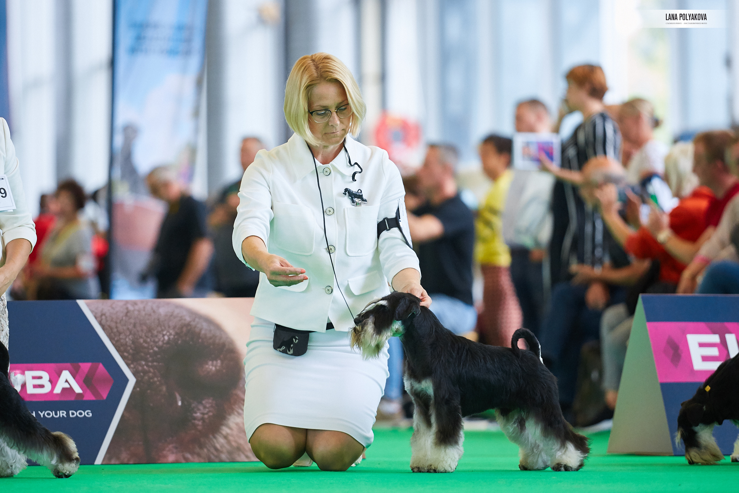 Фото на WDS 2018
Цвергшнауцер