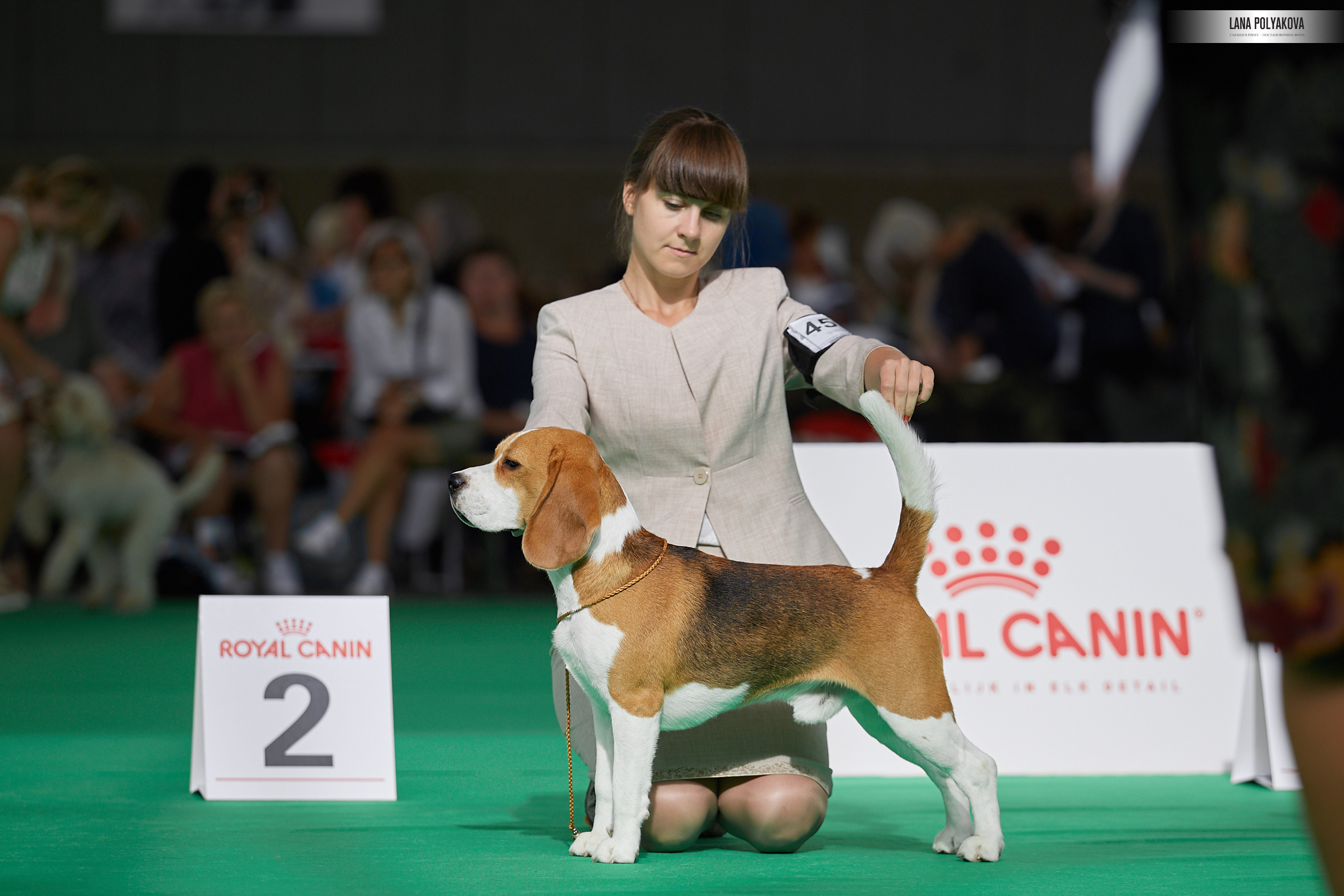 Фото на WDS 2018
Бигль
