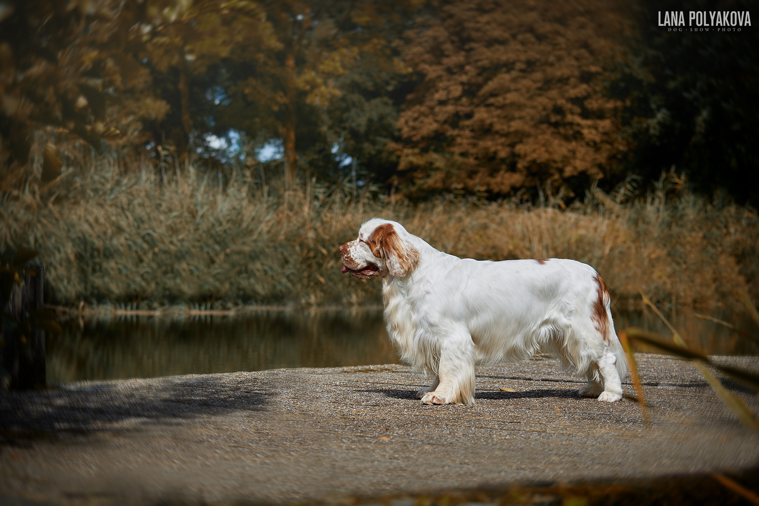 Фото на WDS 2018
Кламбер-спаниель