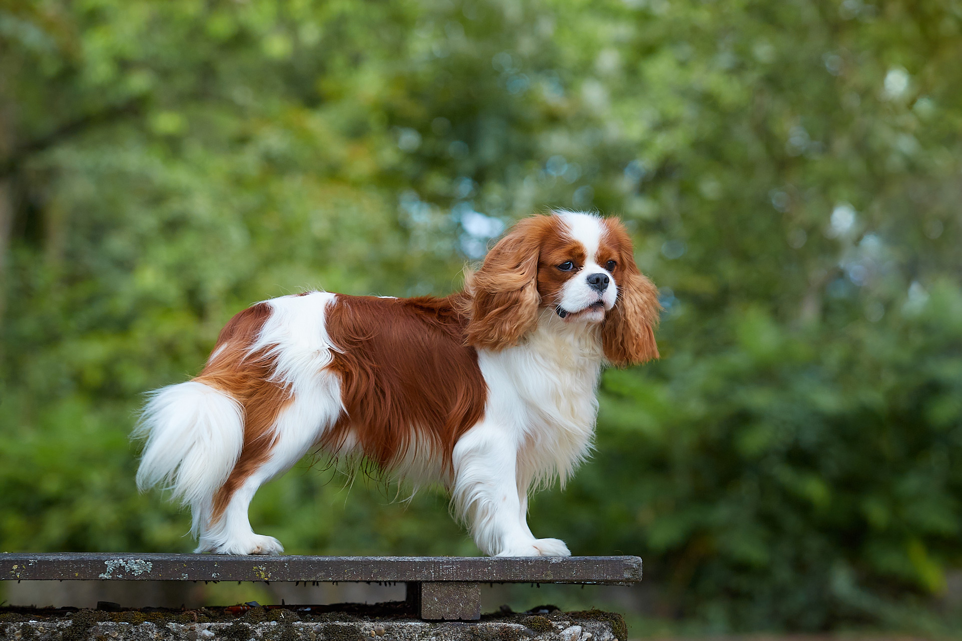 Фото на WDS 2018
Кавалер кинг чарльз спаниель