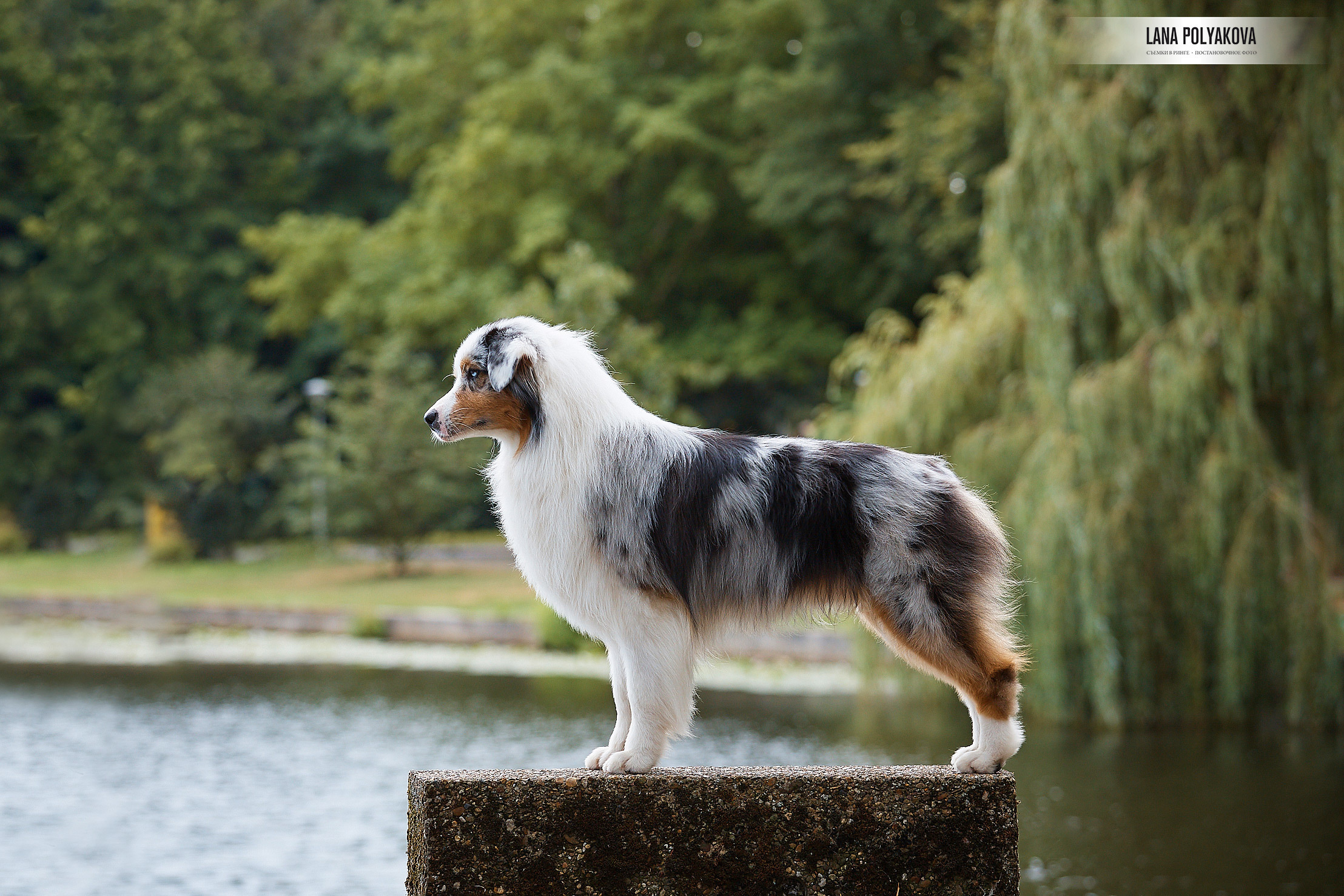 Фото на WDS 2018
Австралийская овчарка
Аусси