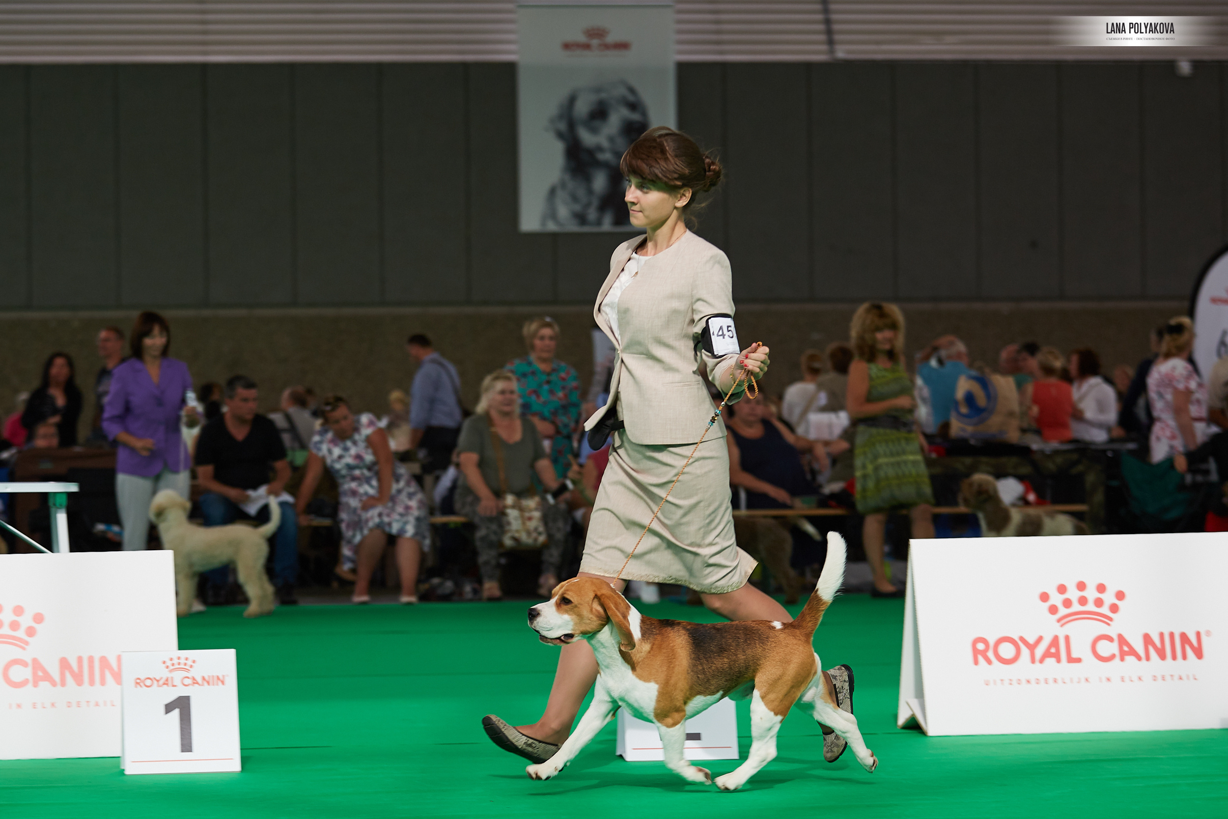 Фото на WDS 2018
Бигль