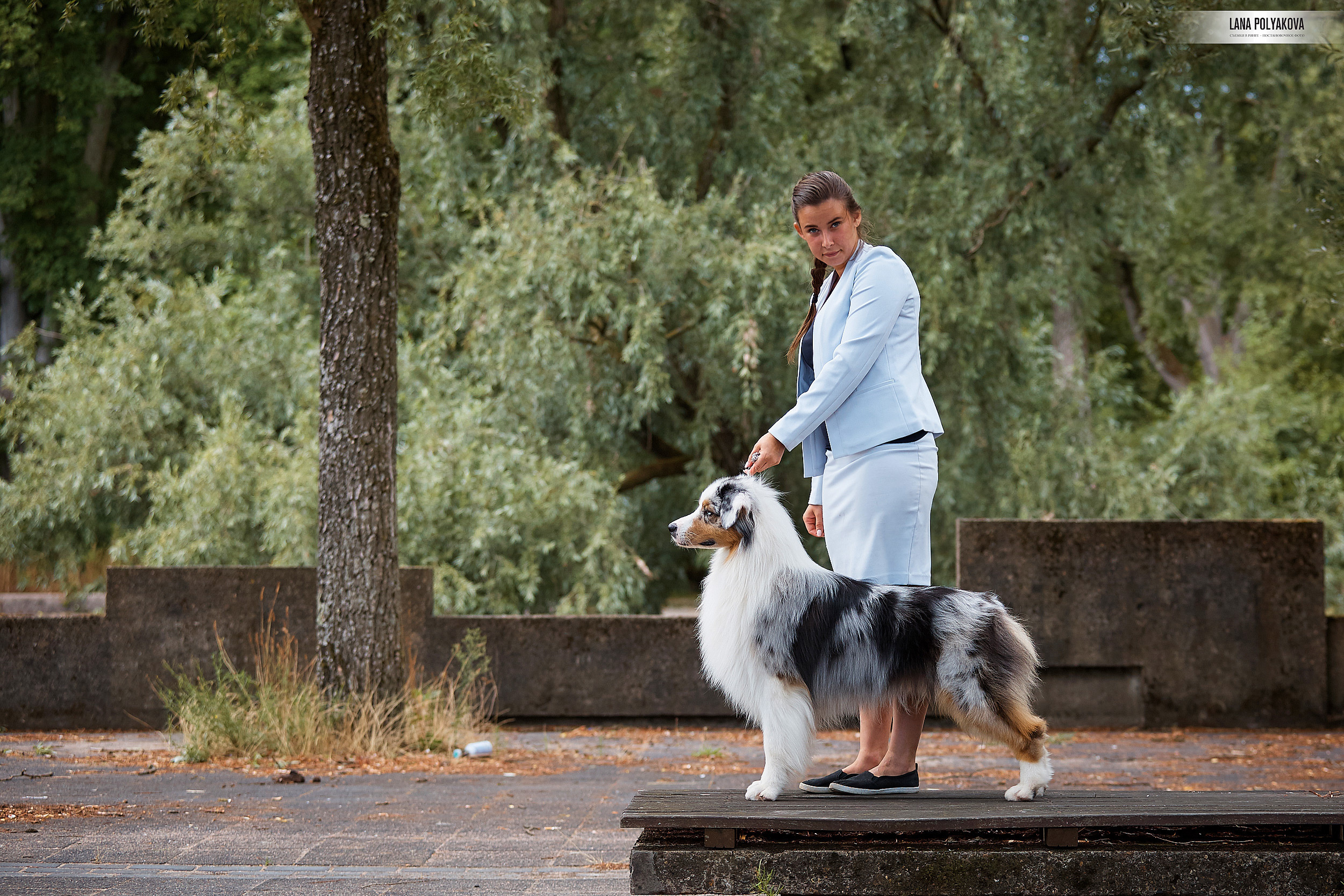 Фото на WDS 2018
Австралийская овчарка
Аусси