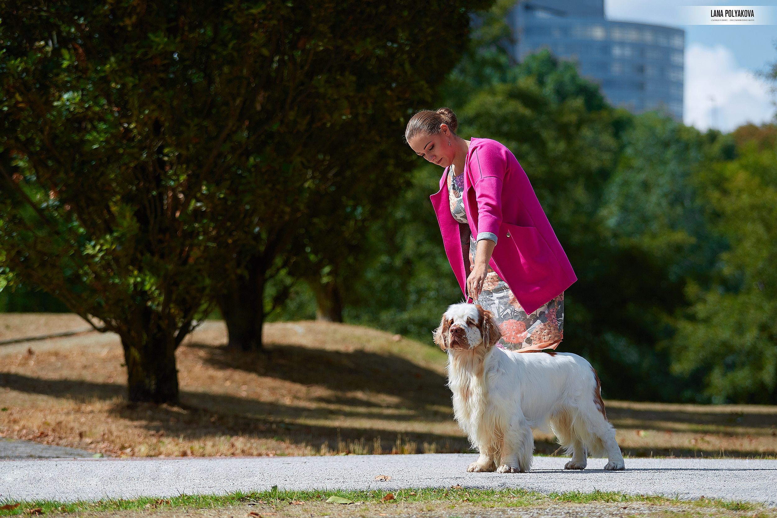 Фото на WDS 2018
Кламбер-спаниель