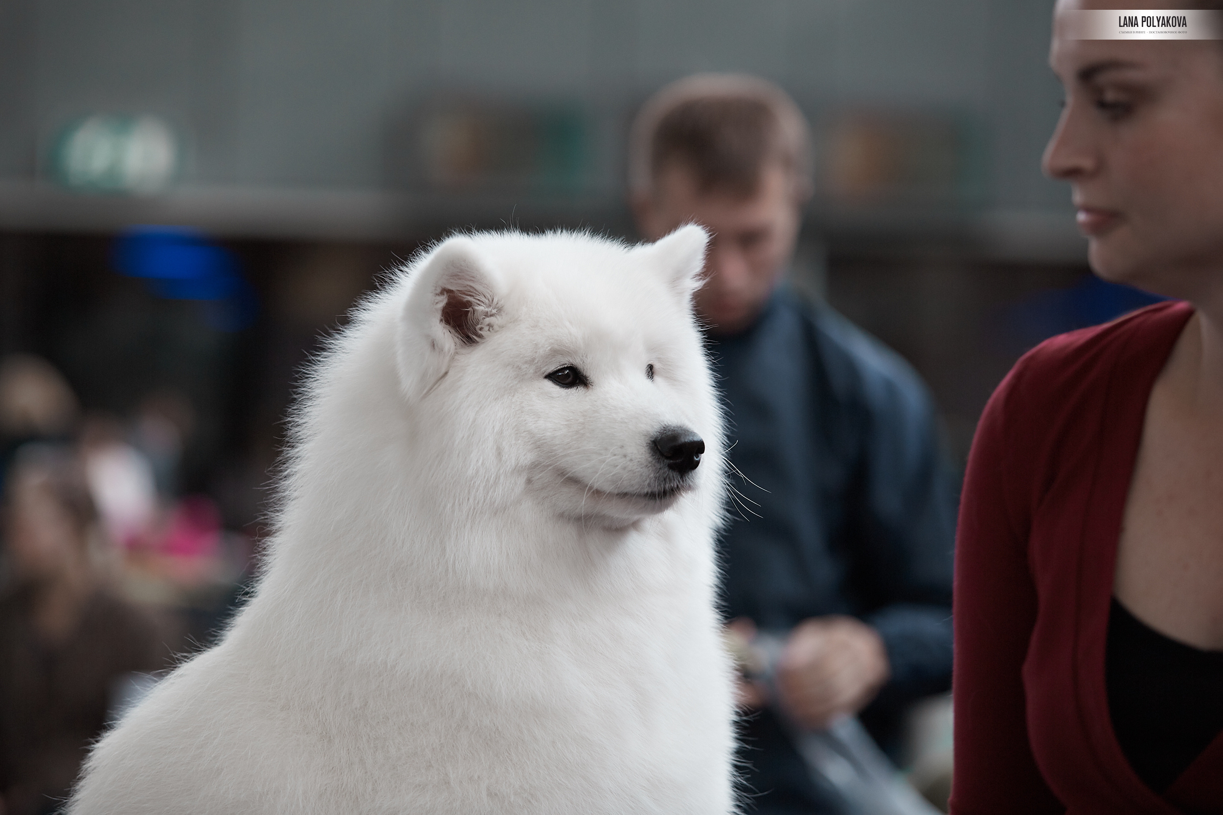Фото на WDS 2018
Самоед