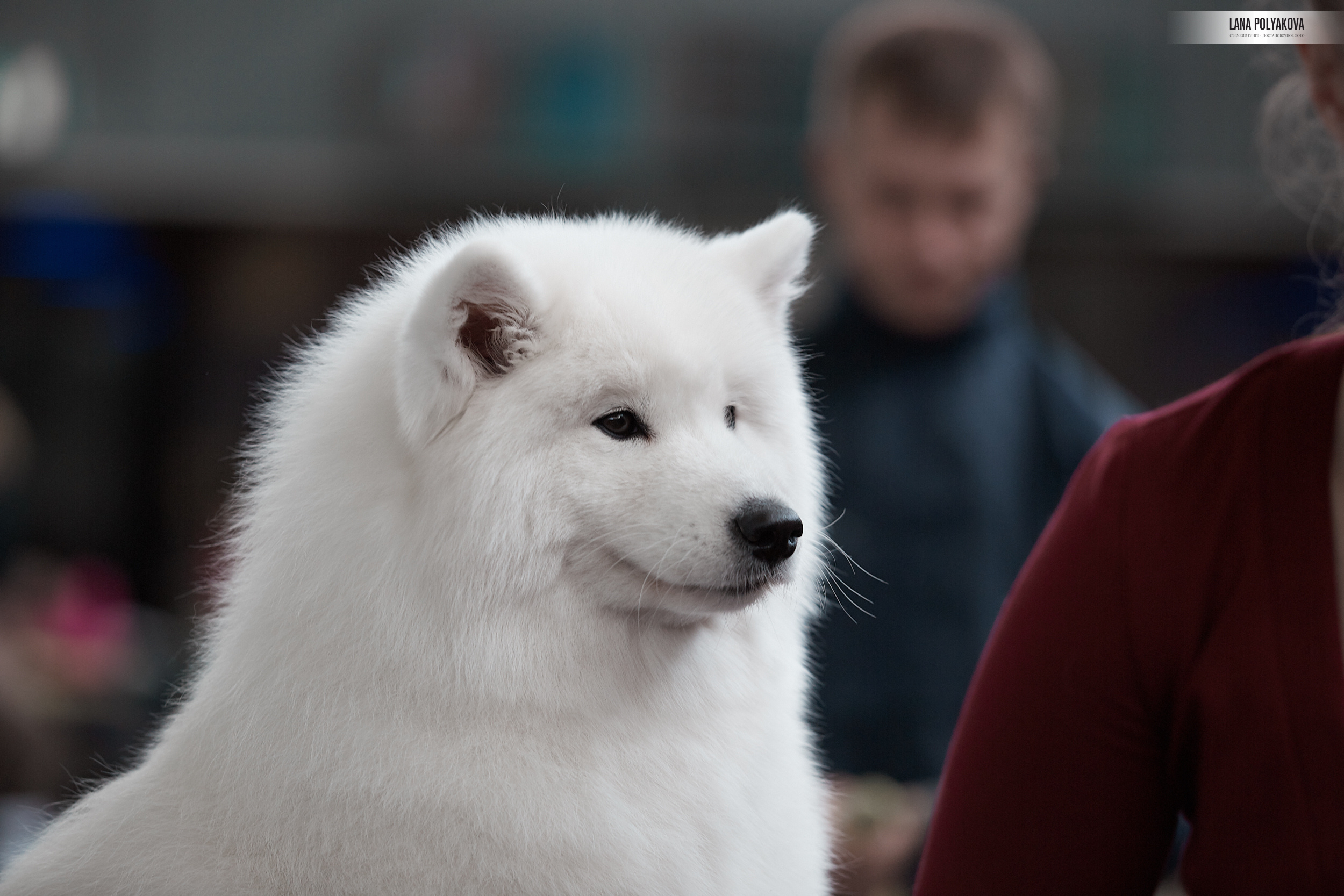 Фото на WDS 2018
Самоед