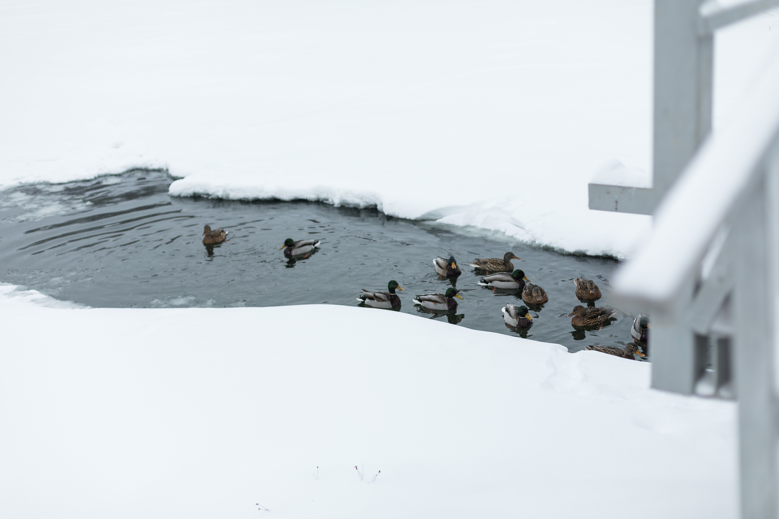 Зимняя прогулка. Фотограф в Костроме, Ярославле, Москве Светлана Заведеева