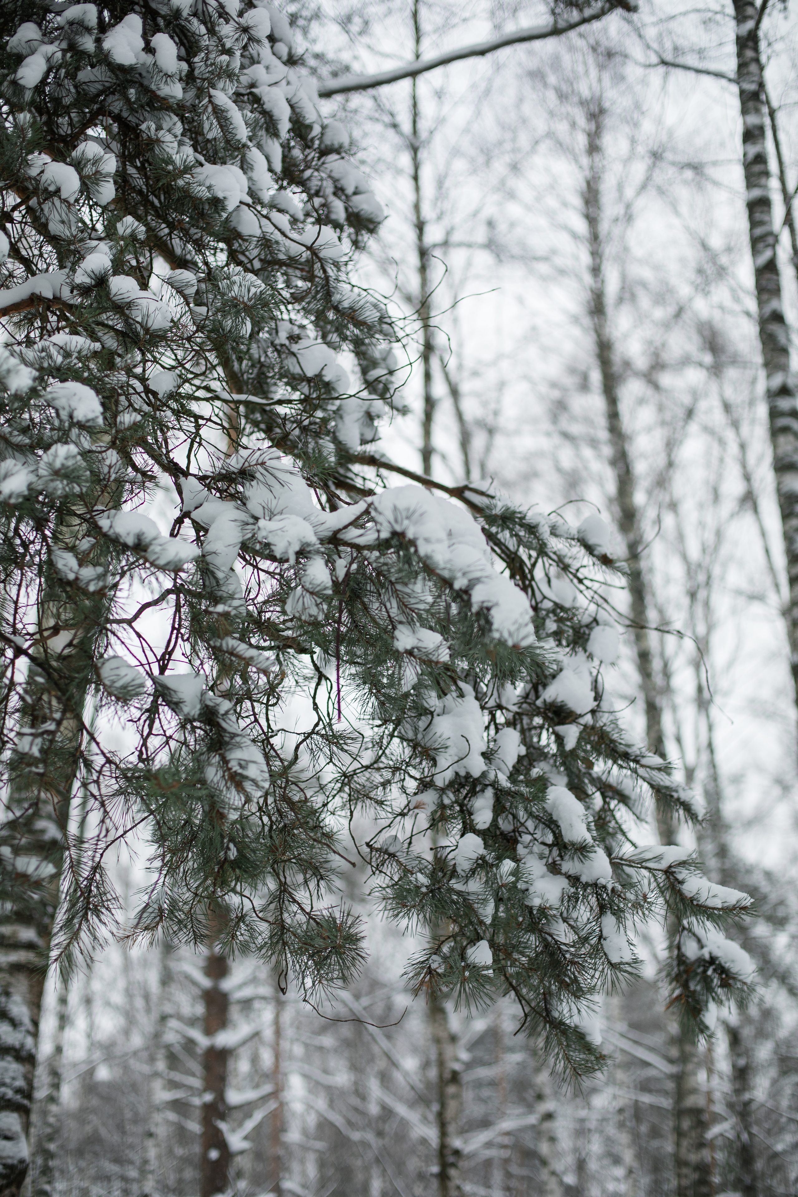 Зимняя прогулка. Фотограф в Костроме, Ярославле, Москве Светлана Заведеева