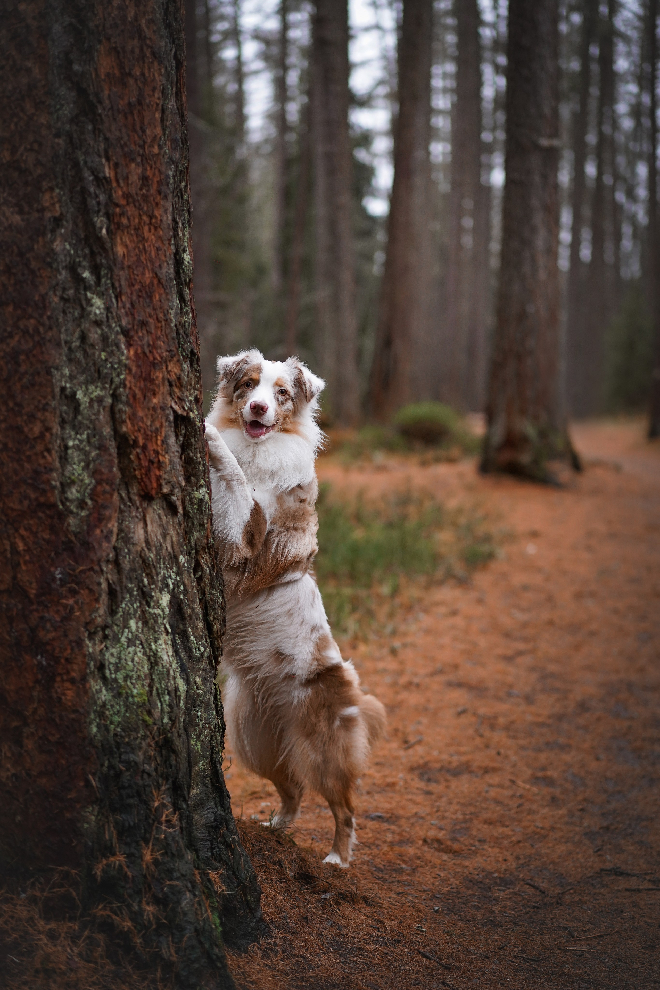 Панда Ноябрь. Фотограф-анималист в Санкт-Петербурге Яна Мартынова