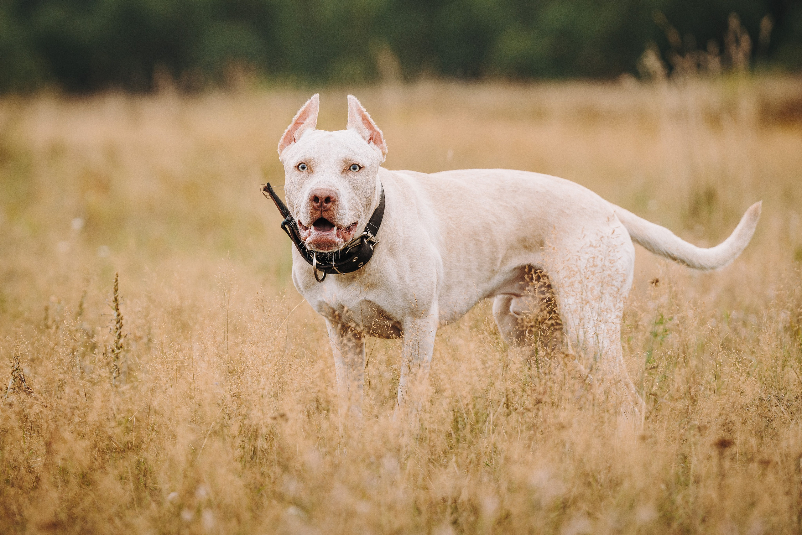 Оля и Гламур. Фотограф анималист в Спб недорого Олеся Майорова