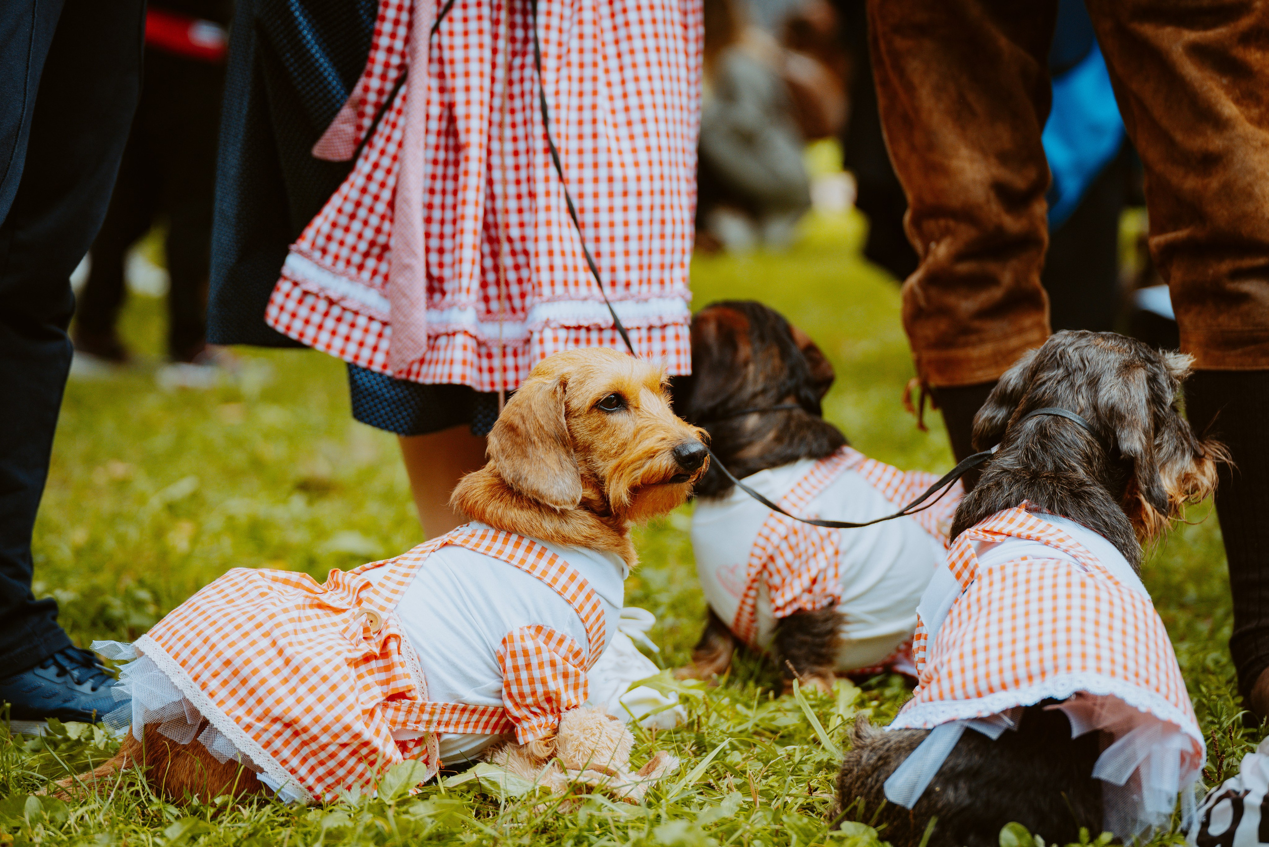 Такспарад. Фотограф анималист в Спб недорого Олеся Майорова