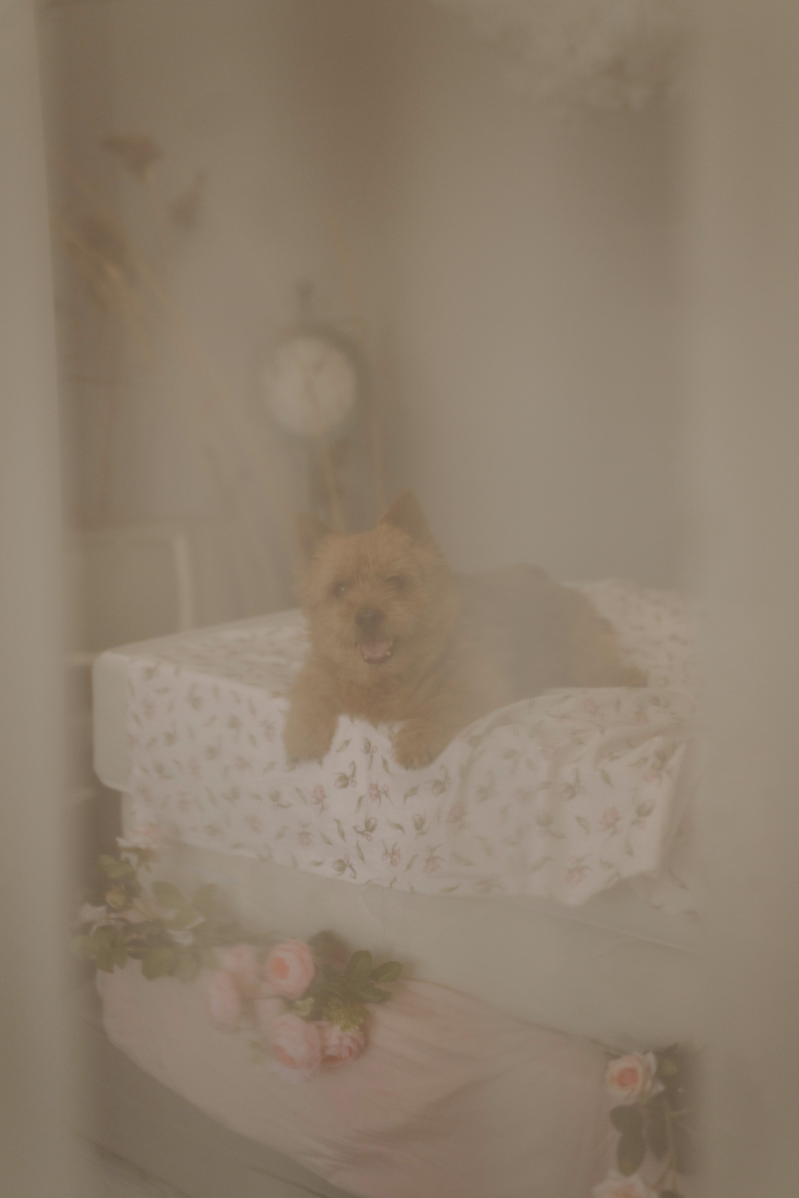 Маша и Рамси. Фотограф анималист в Спб недорого Олеся Майорова