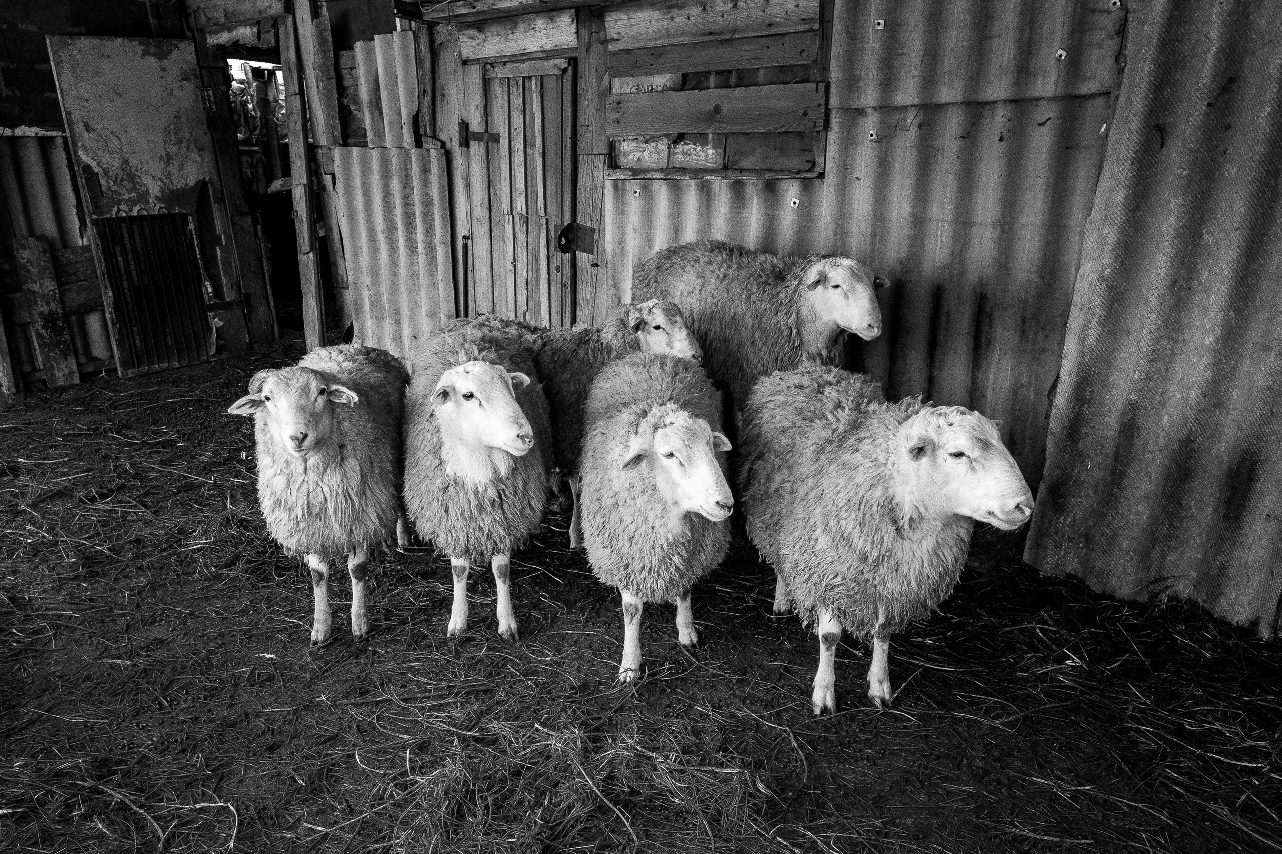 Ad Sensum. Фотограф Антон Денисенко: Портрет, Документалистика, Пейзаж. Москва