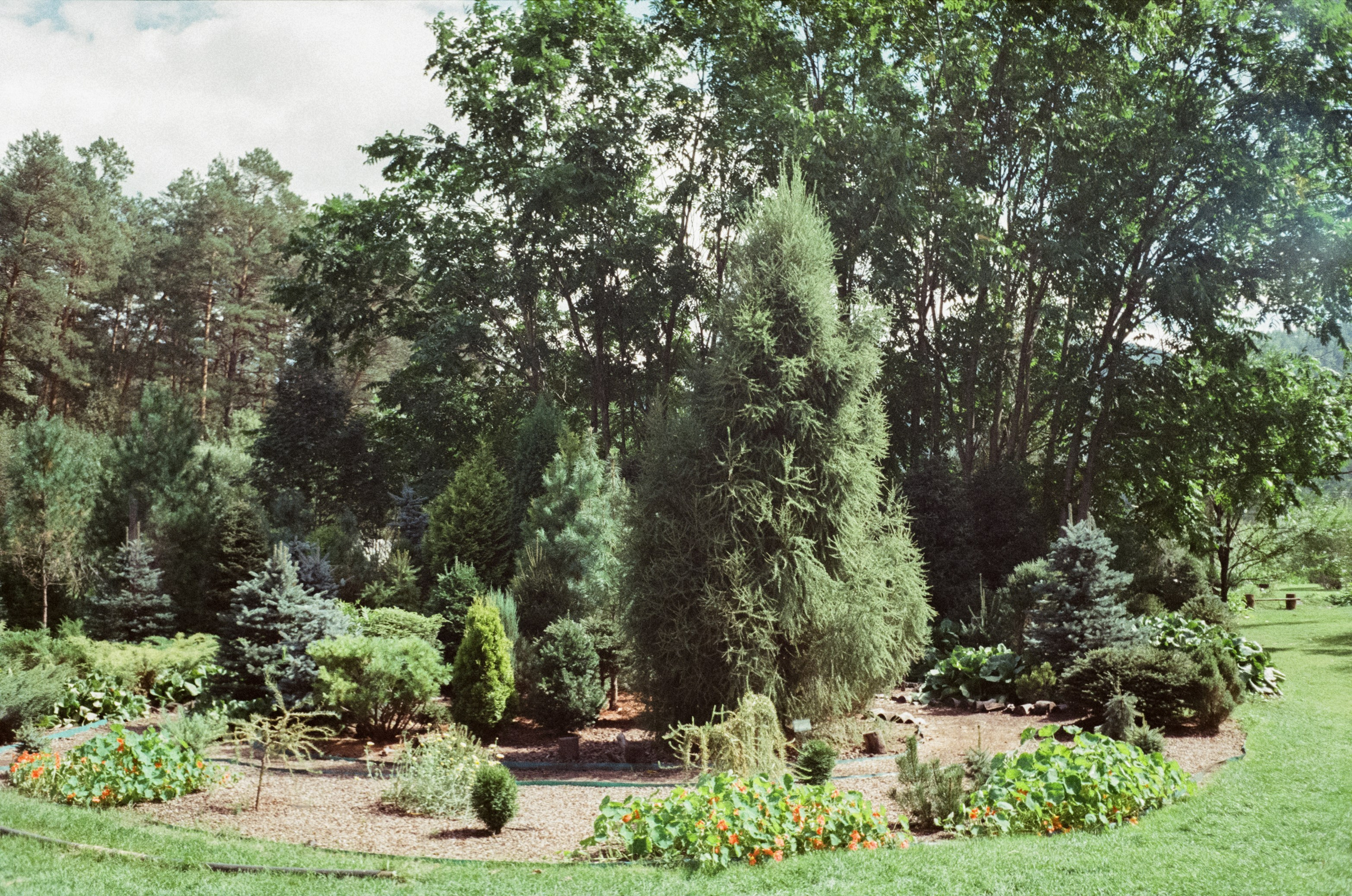 Горно-алтайский ботанический сад, база Кедровый остров / 27 августа 2024 года