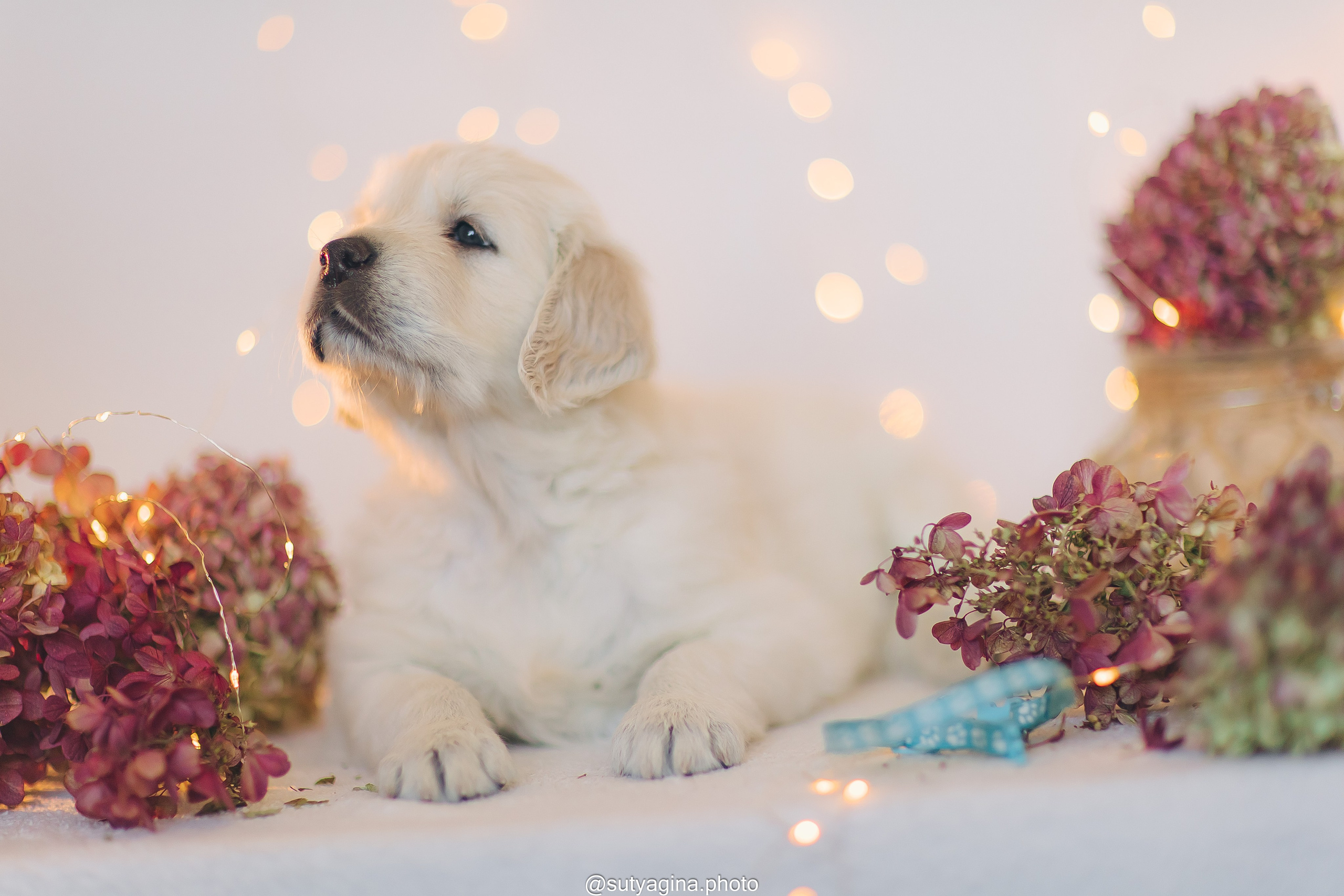 Голубой ошейник. Свадебный и женский фотограф