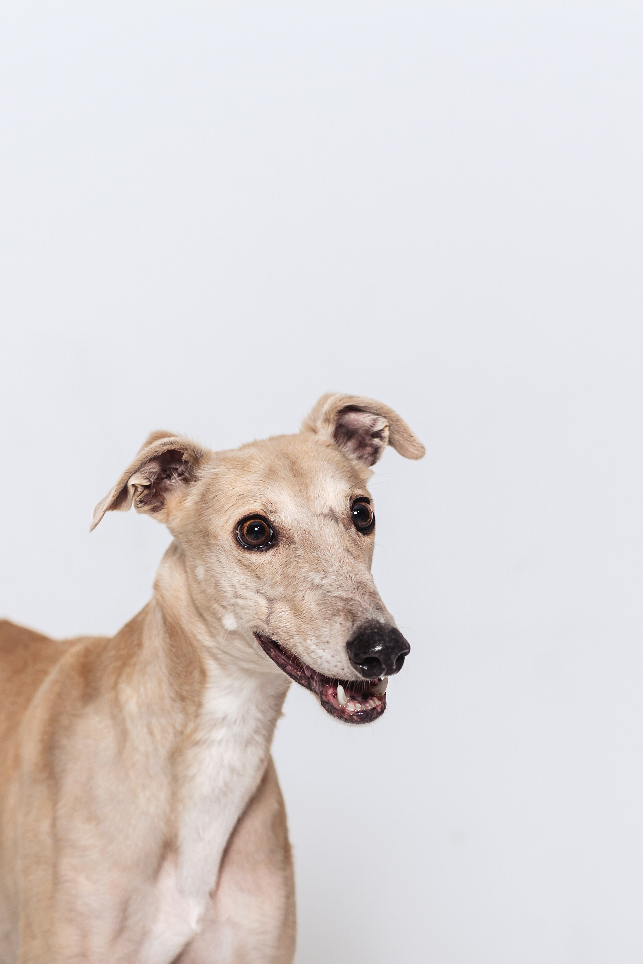 Студийная съемка 2 собак 2024. Фотограф-анималист Татьяна Степанова