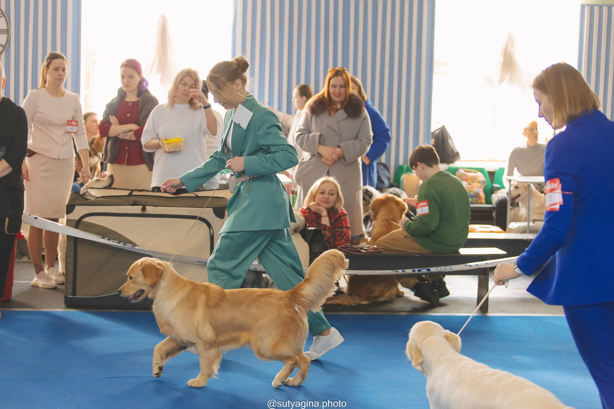 2024.03.10 Монопородная выставка золотистых ретриверов. Свадебный и женский фотограф