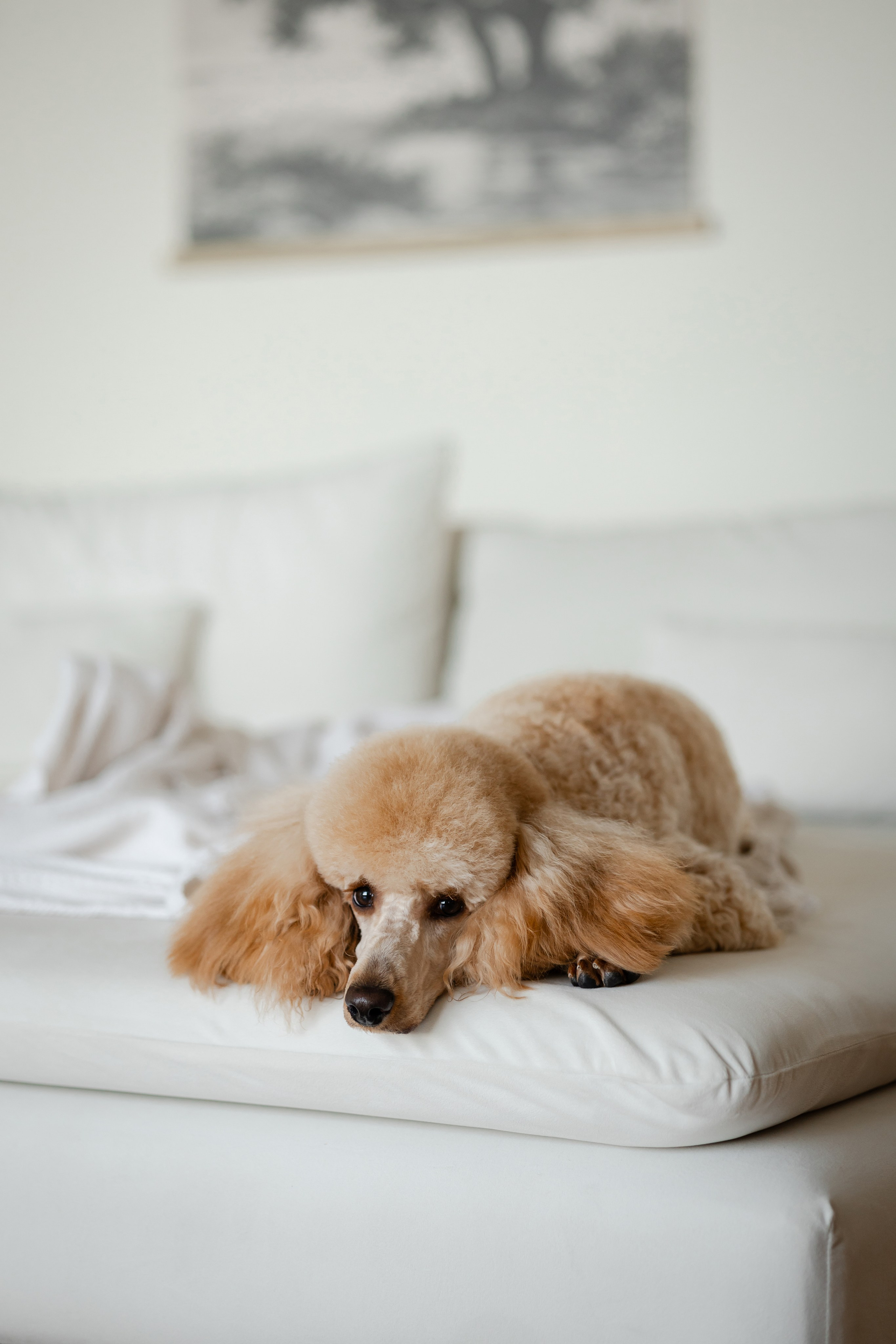 Фотосессия пуделя в студии. Фотограф-анималист в Краснодаре Маша Мельникова