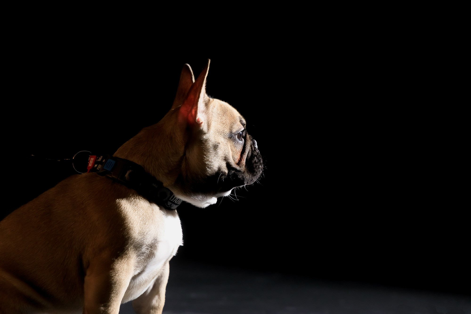 Семейная фотосессия с питомцами в студии. Фотограф в Саратове Ольга Мазлова