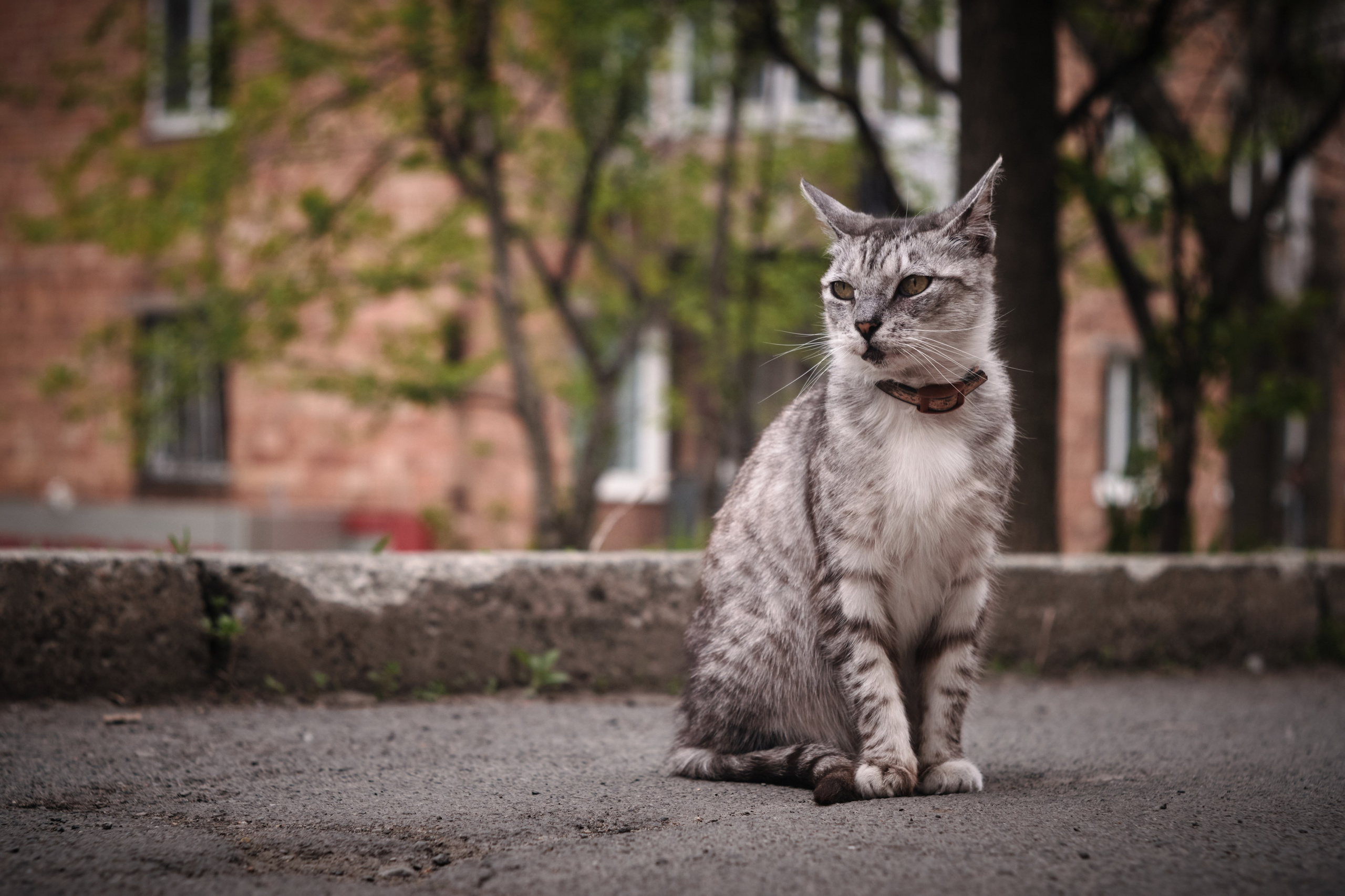 Котики. Фотограф портретный архитектурный лавстори будуар Санкт-Петербург Виктор Иванов