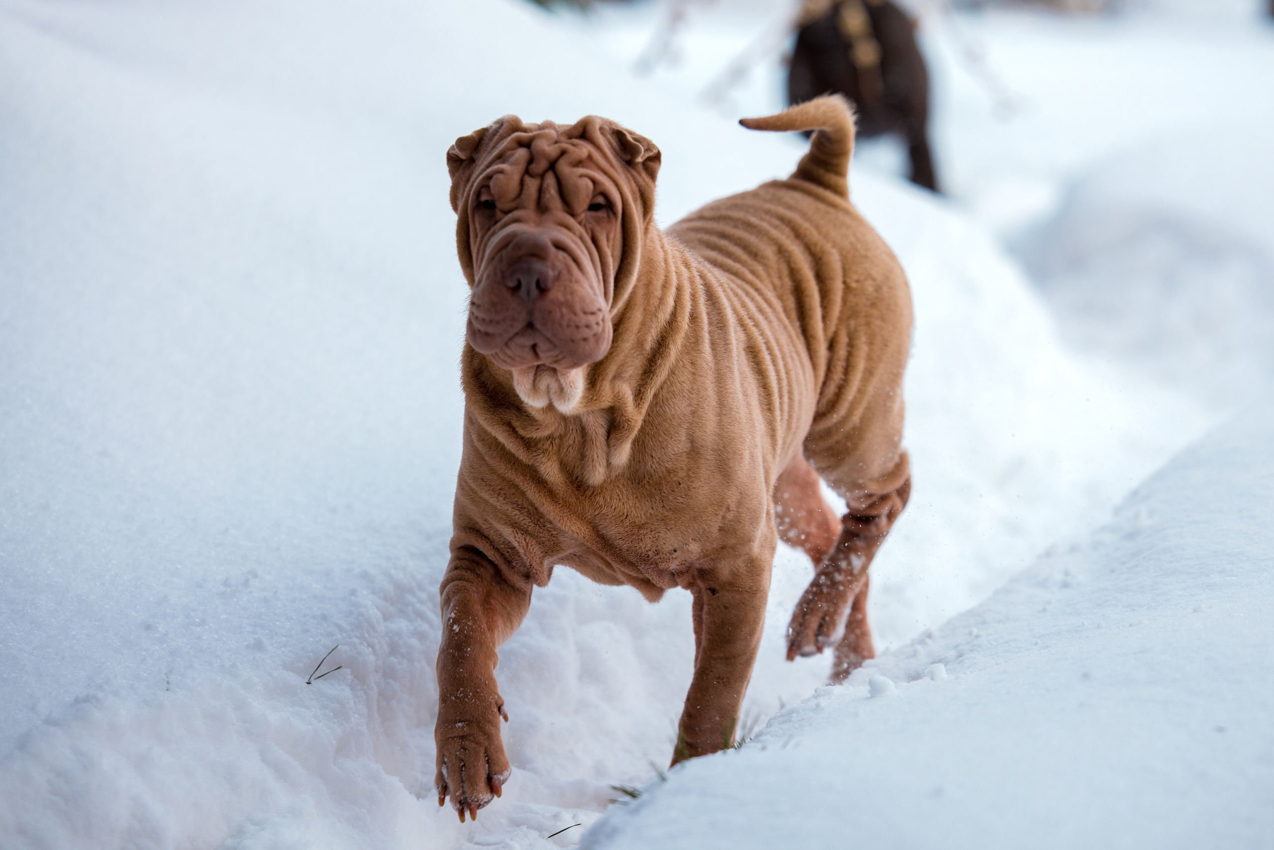 В гостях у шарпеев 16.01.2024. Фотограф-анималист Юлия Германика