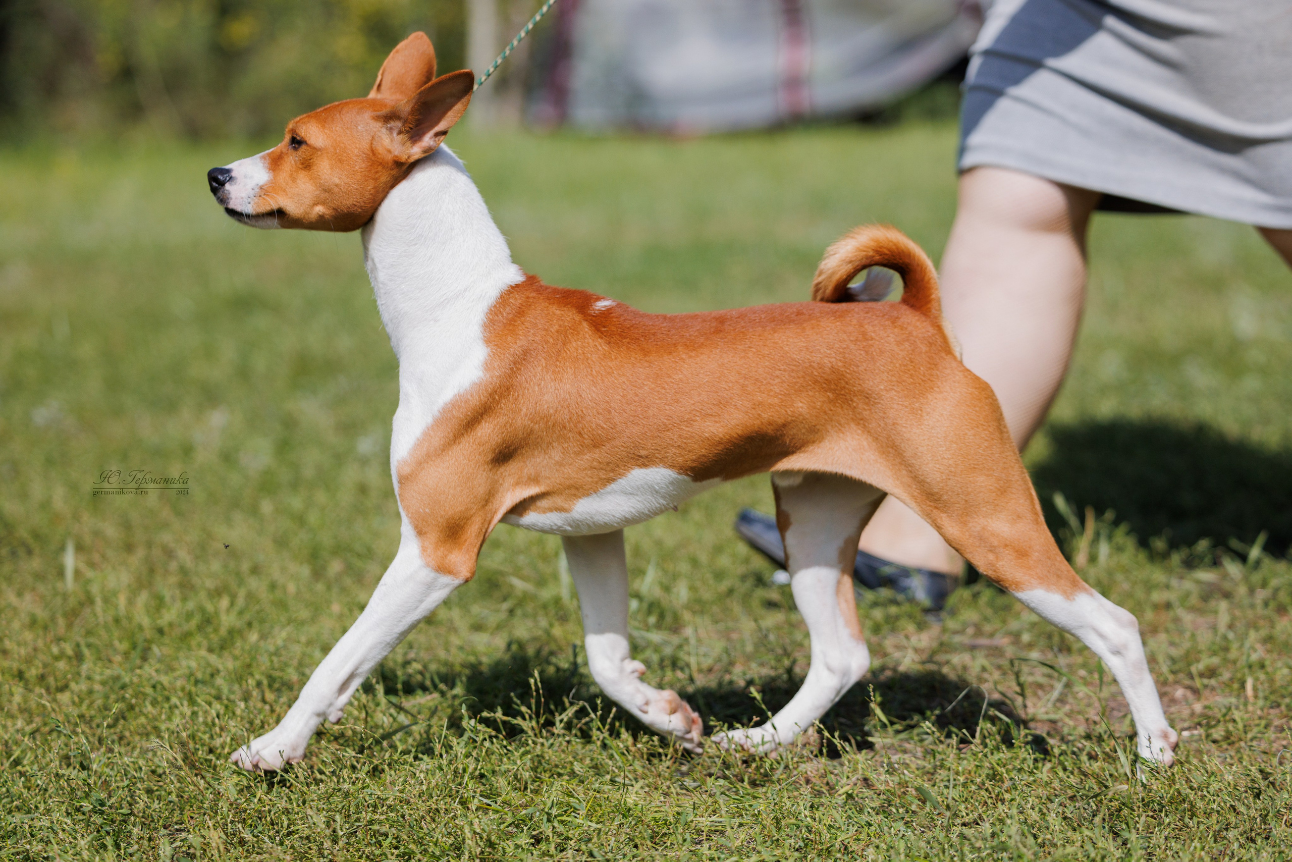 Астана 2хCACIB 17-18.08.2024. Фотограф-анималист Юлия Германика