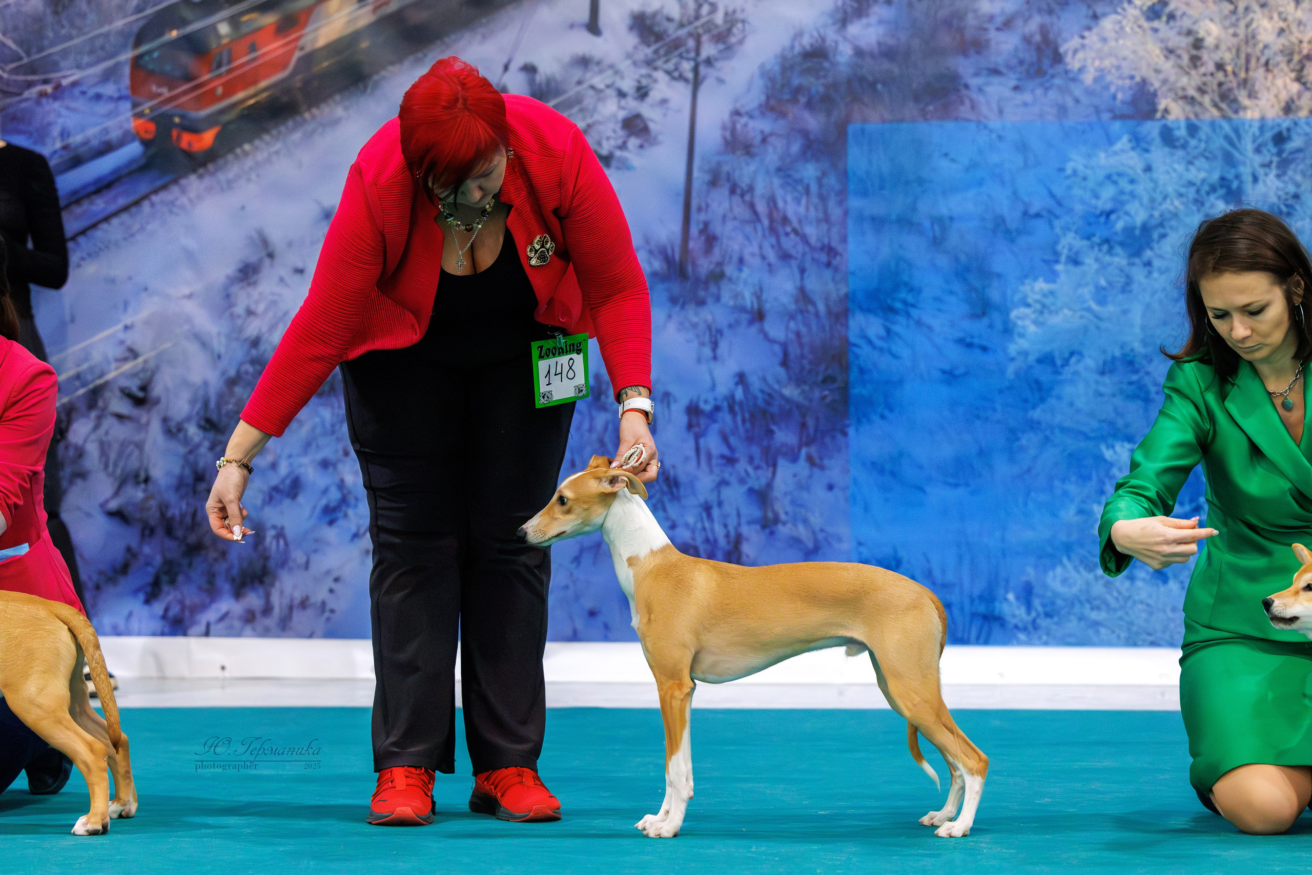 Питер ротвейлеры 18.01,Крокус 19.01.2025. Фотограф-анималист Юлия Германика